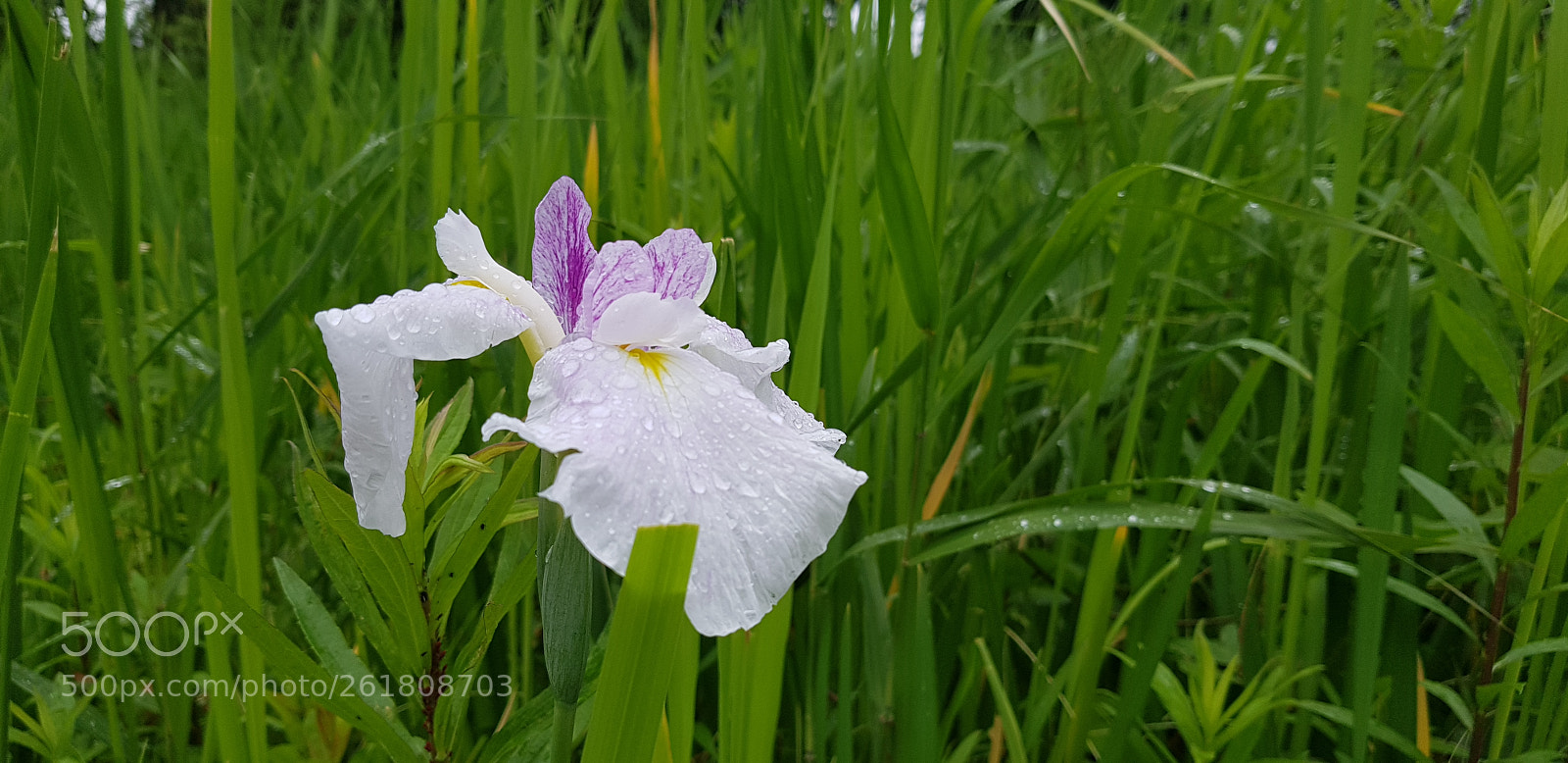 Samsung Galaxy S8 sample photo. Untitled photography