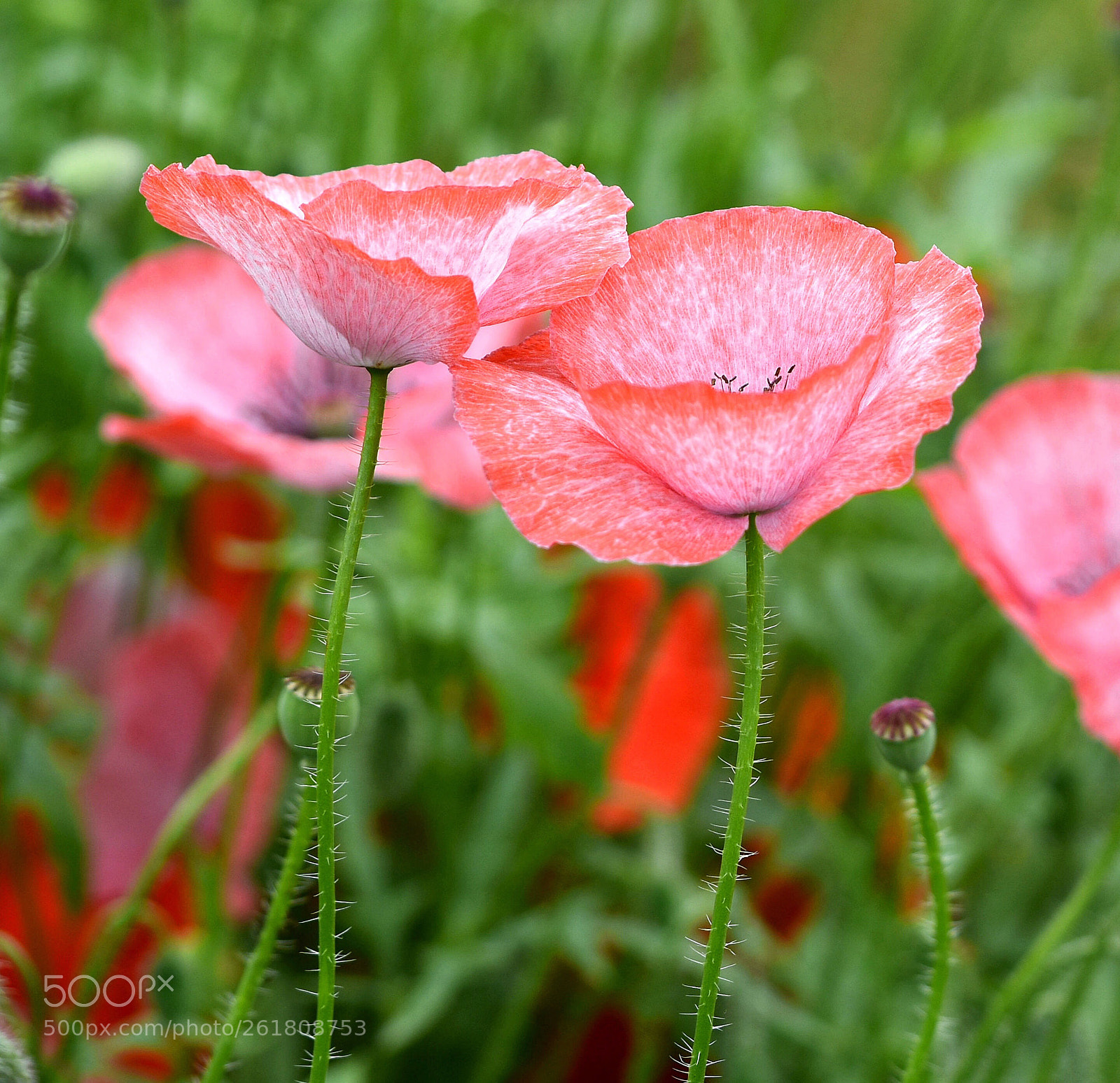 Nikon D3400 sample photo. Pink photography