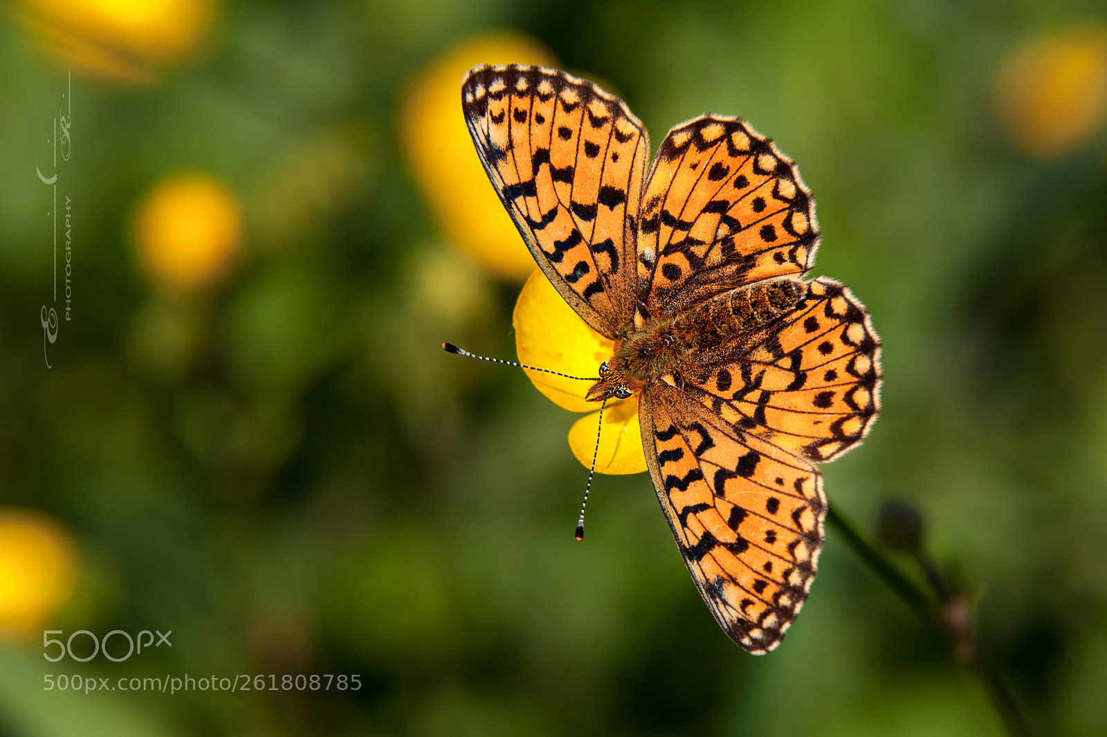 Nikon D90 sample photo. Boloria selene photography