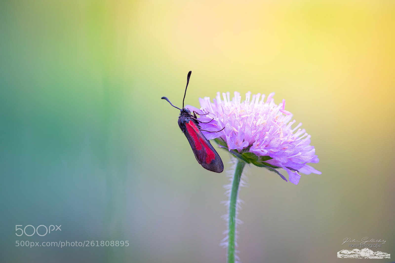 Canon EOS 5D Mark IV sample photo. Beautiful nature photography