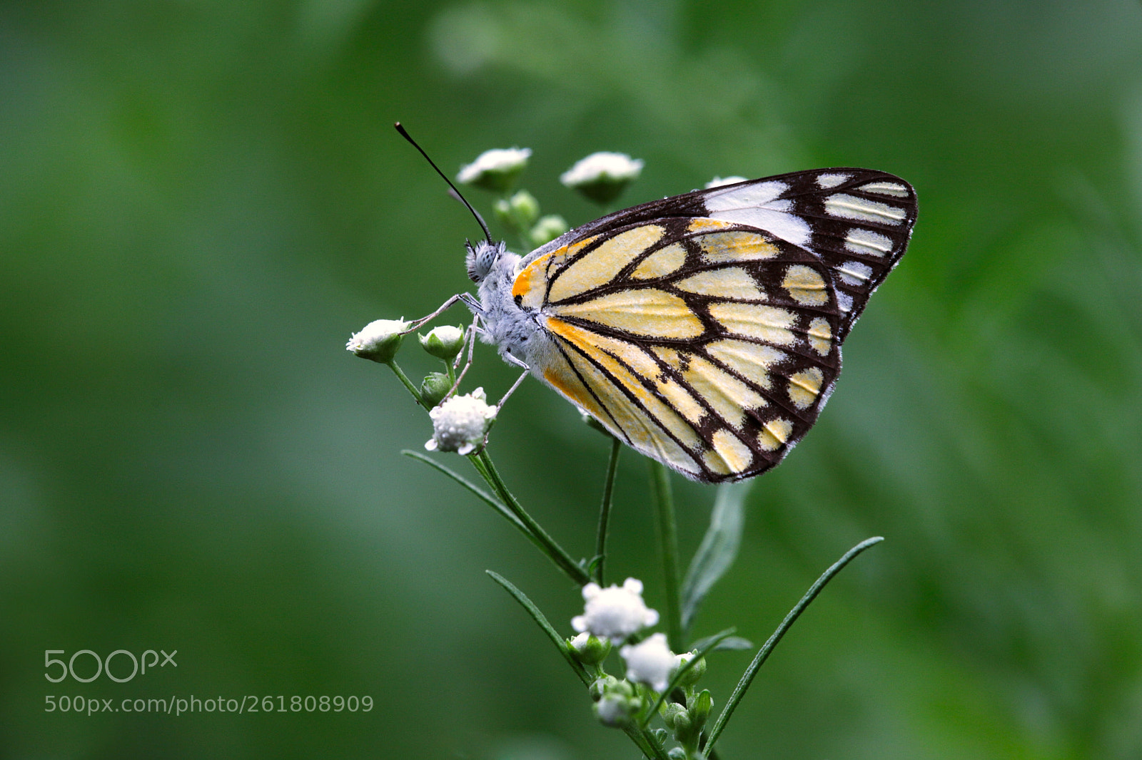 Canon EOS 6D Mark II sample photo. The pioneer photography