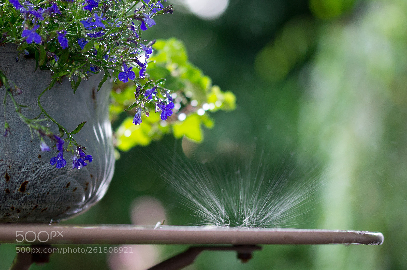 Sony SLT-A57 sample photo. Burst photography