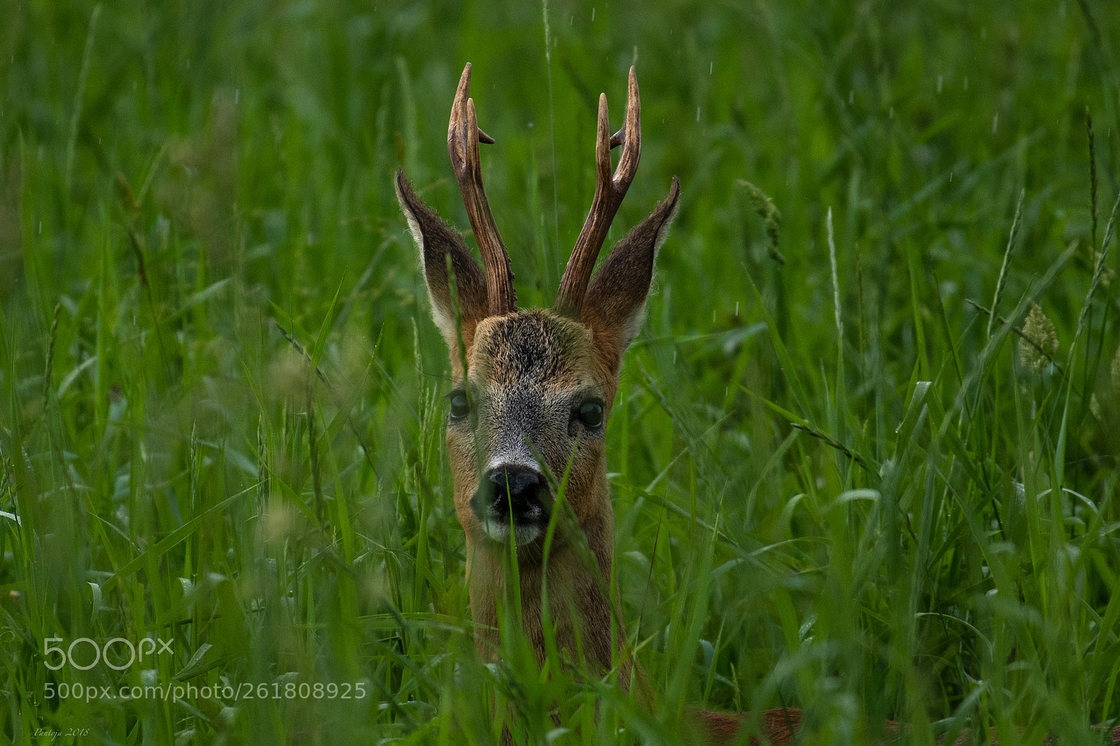 Nikon D500 sample photo. Roebuck portrait photography