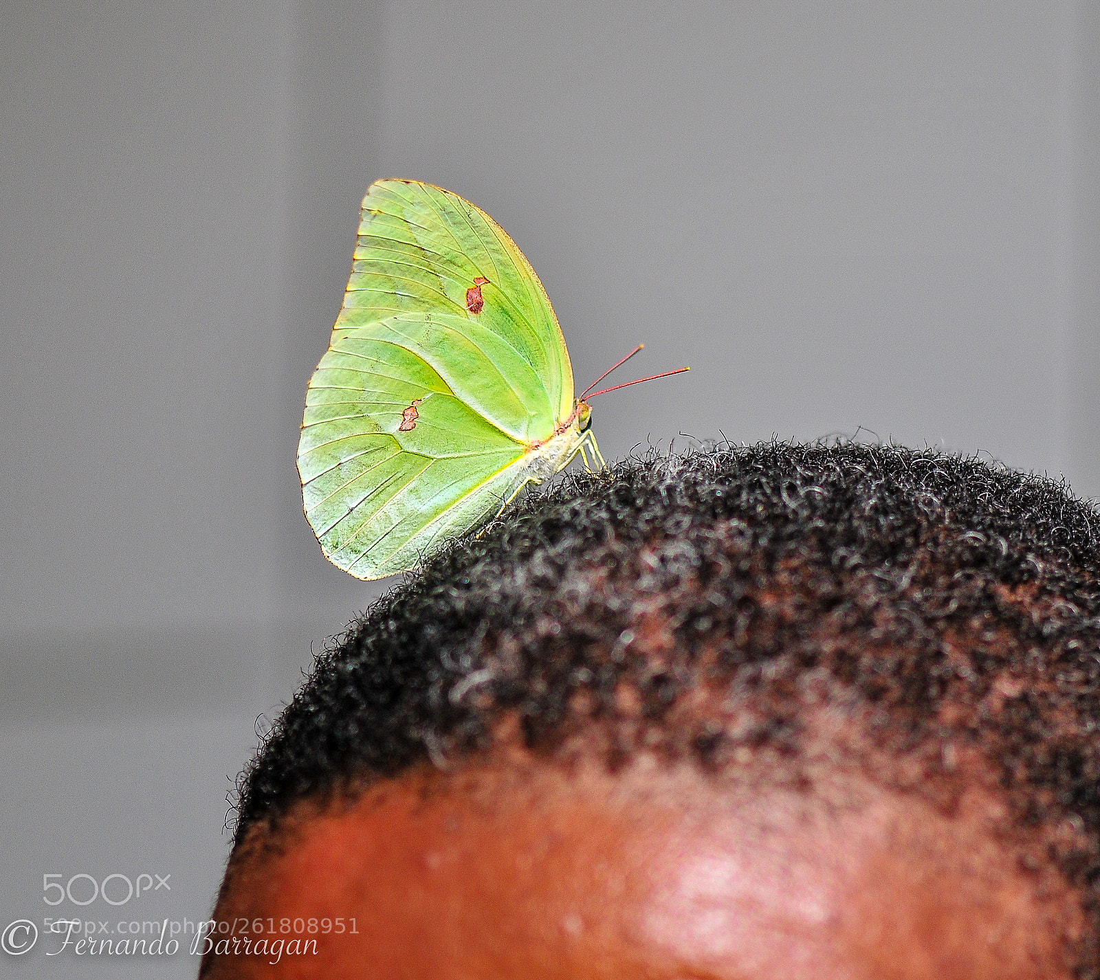 Nikon D300S sample photo. Mariposa en cabeza photography