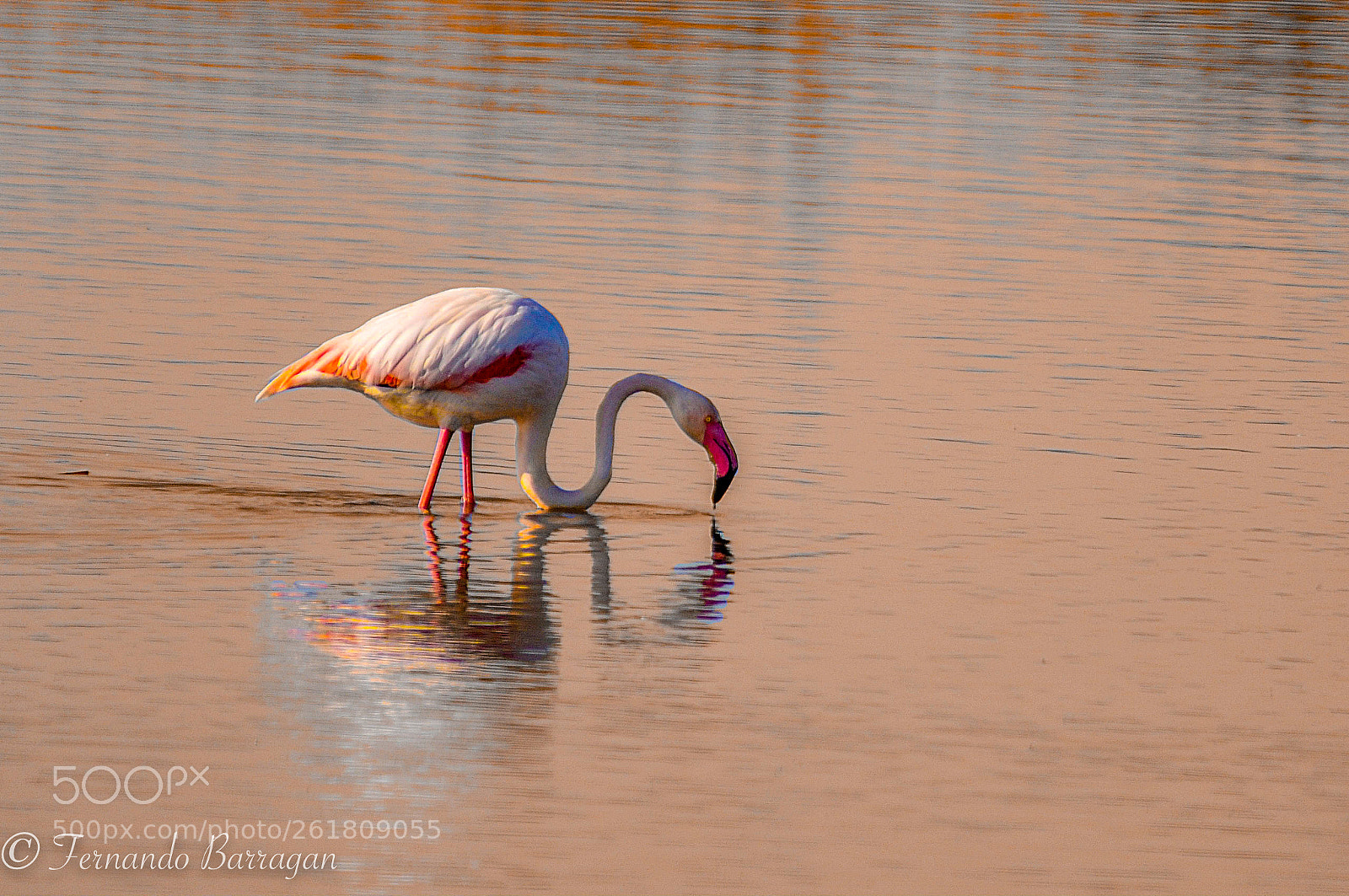 Nikon D300 sample photo. Flamencos doñana photography