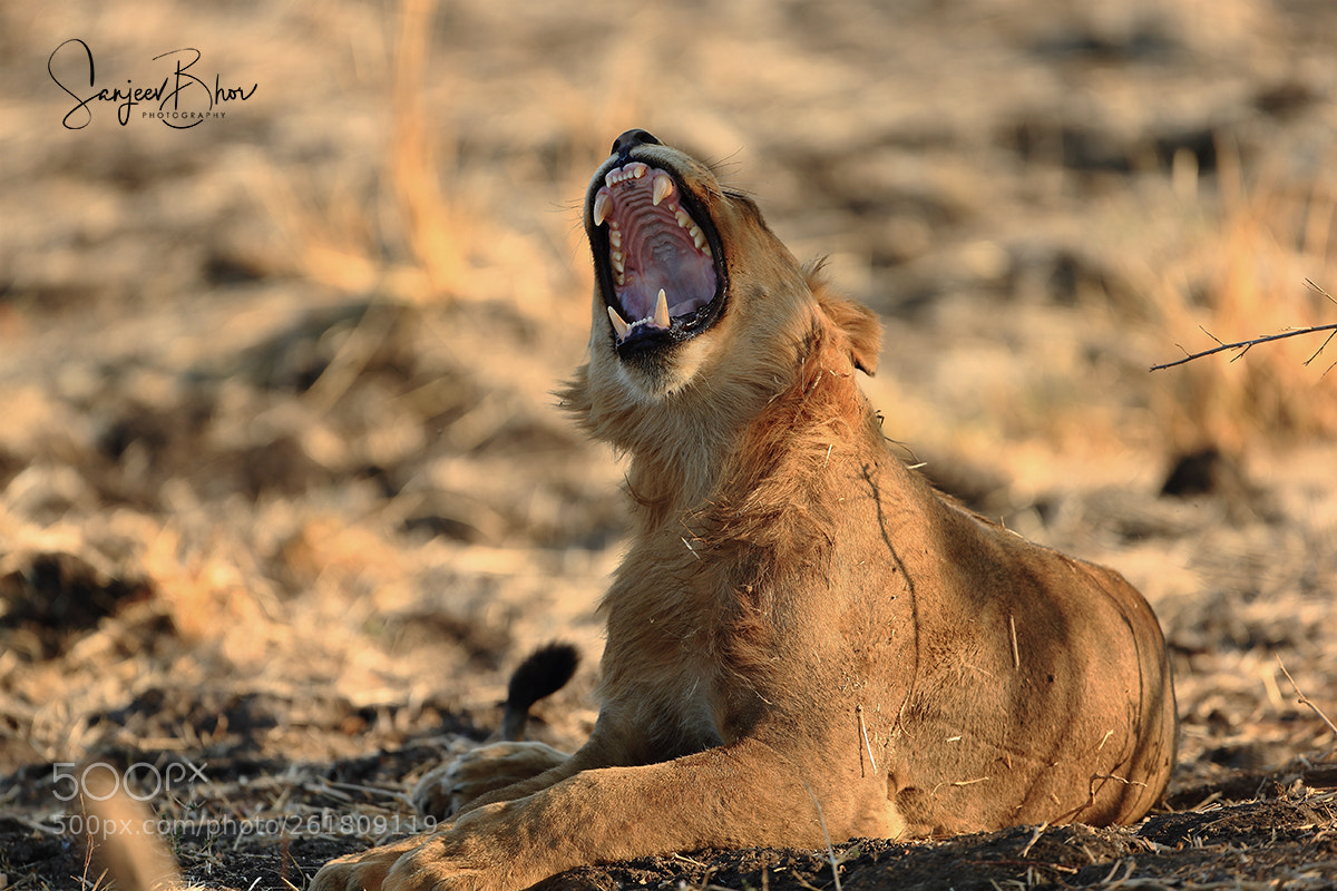 Canon EOS-1D X sample photo. Lioness yawning photography