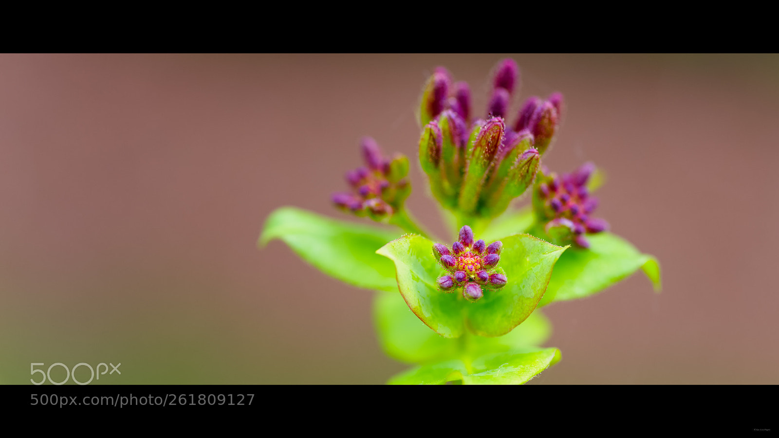 Pentax K-1 sample photo. Belle inconnue photography