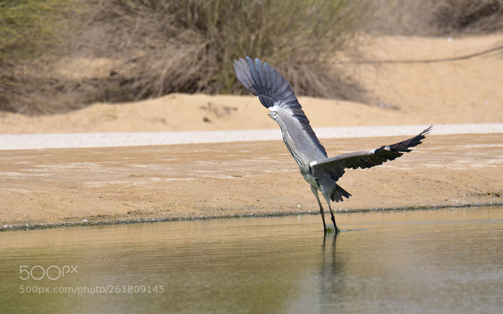 Nikon D750 sample photo. Great blue heron ...on photography