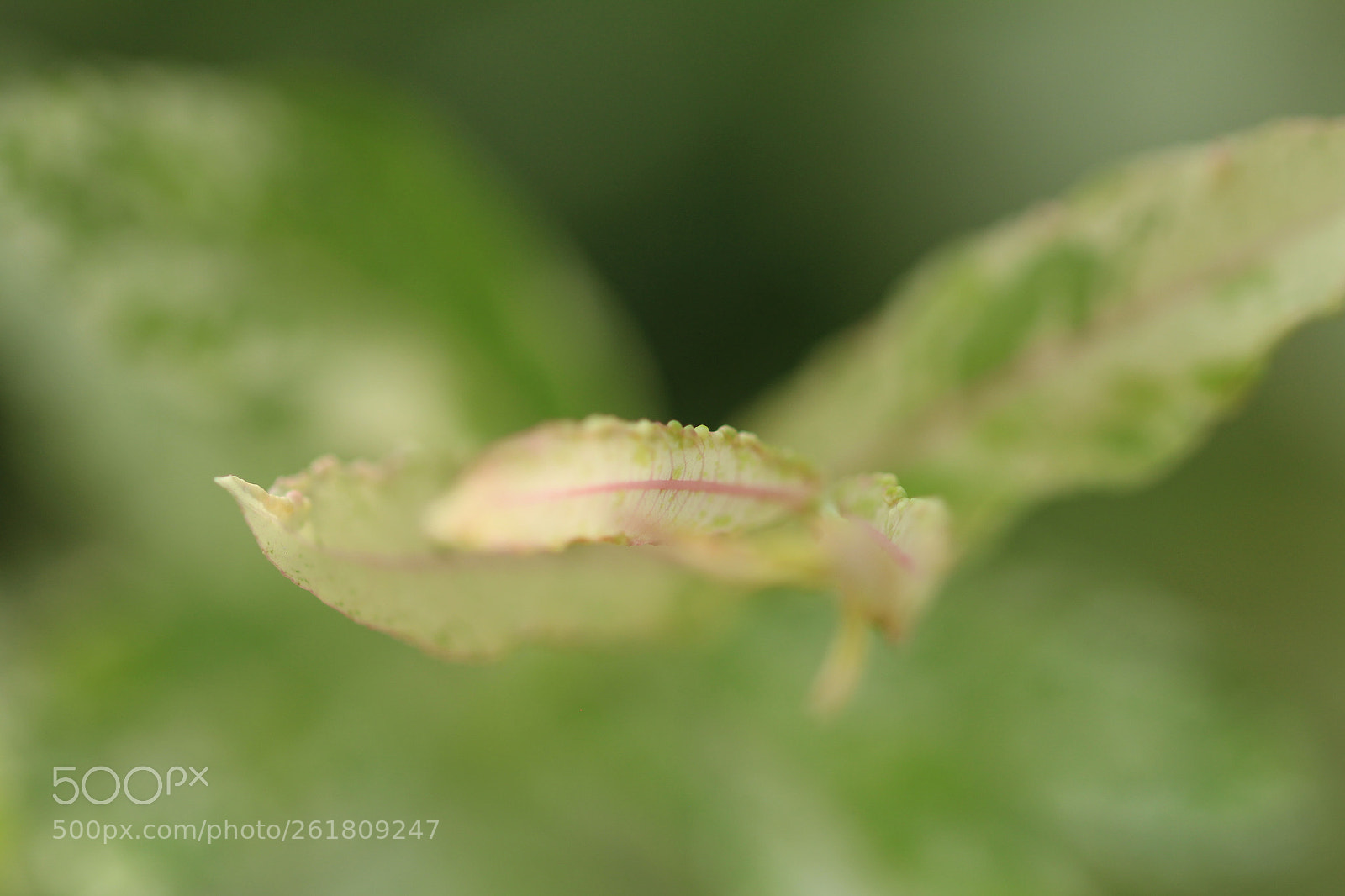 Sigma 105mm F2.8 EX DG OS HSM sample photo. Nature photography