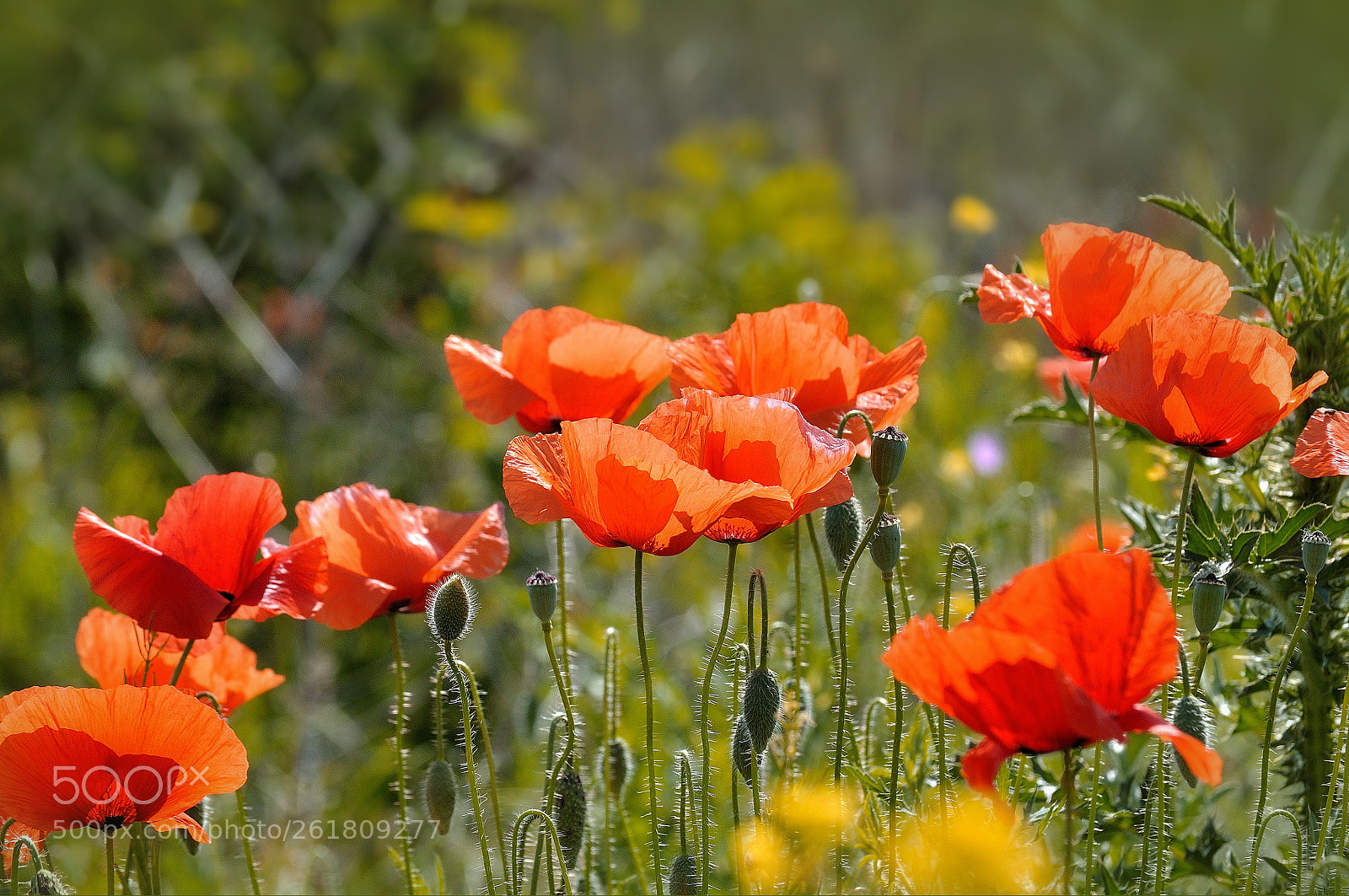 Nikon D5000 sample photo. Soul of poppies photography