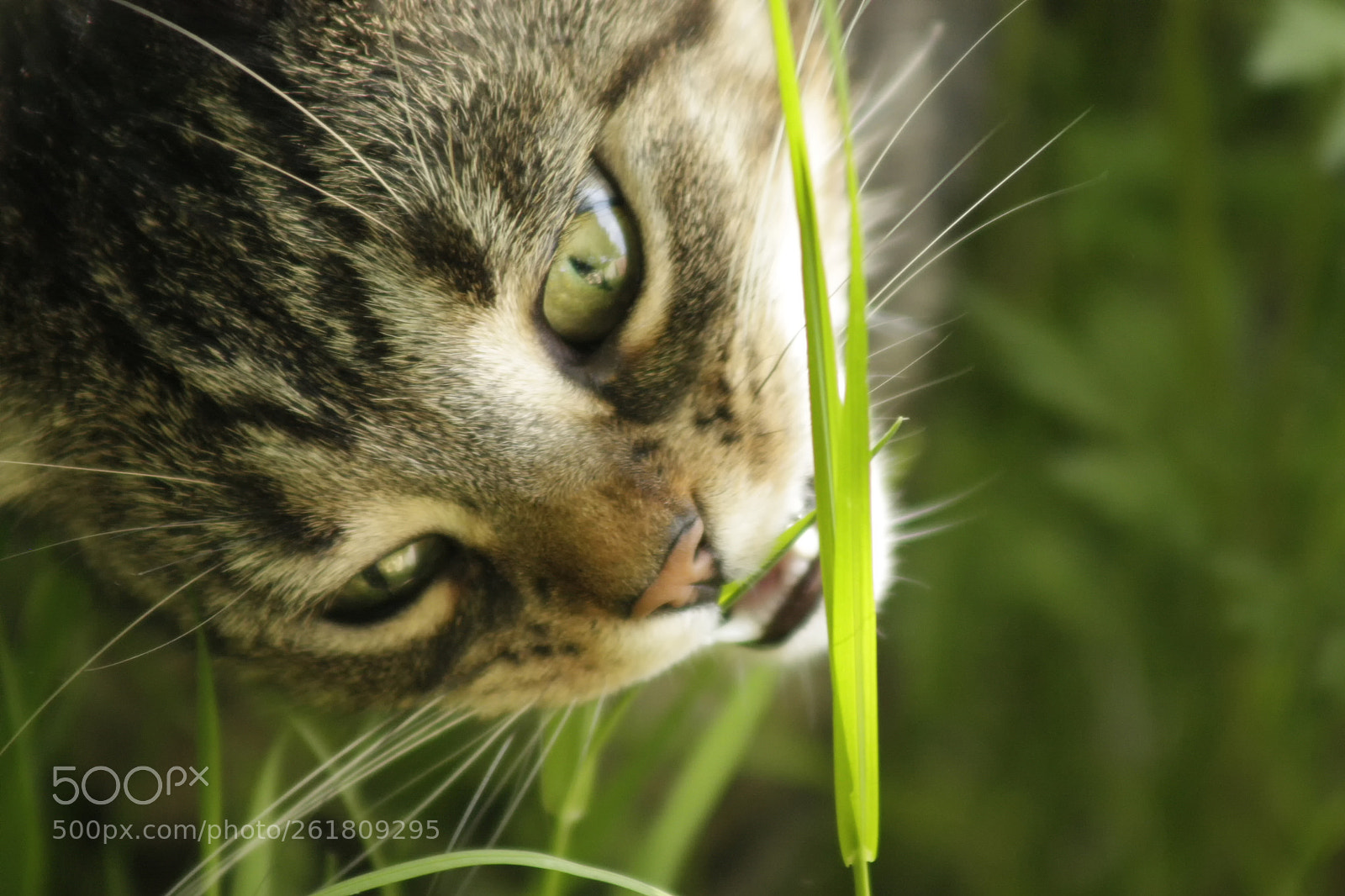 Canon EOS 450D (EOS Rebel XSi / EOS Kiss X2) sample photo. Tabby cat eating grass photography