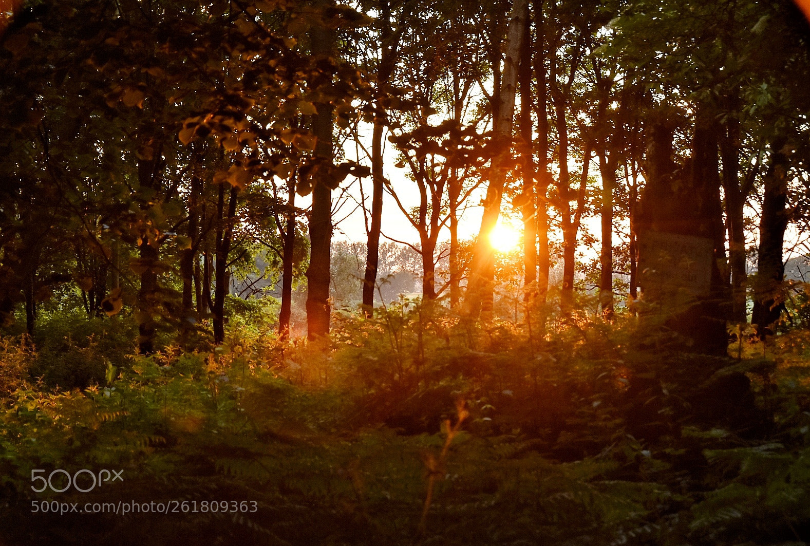 Nikon D5500 sample photo. Untitled photography