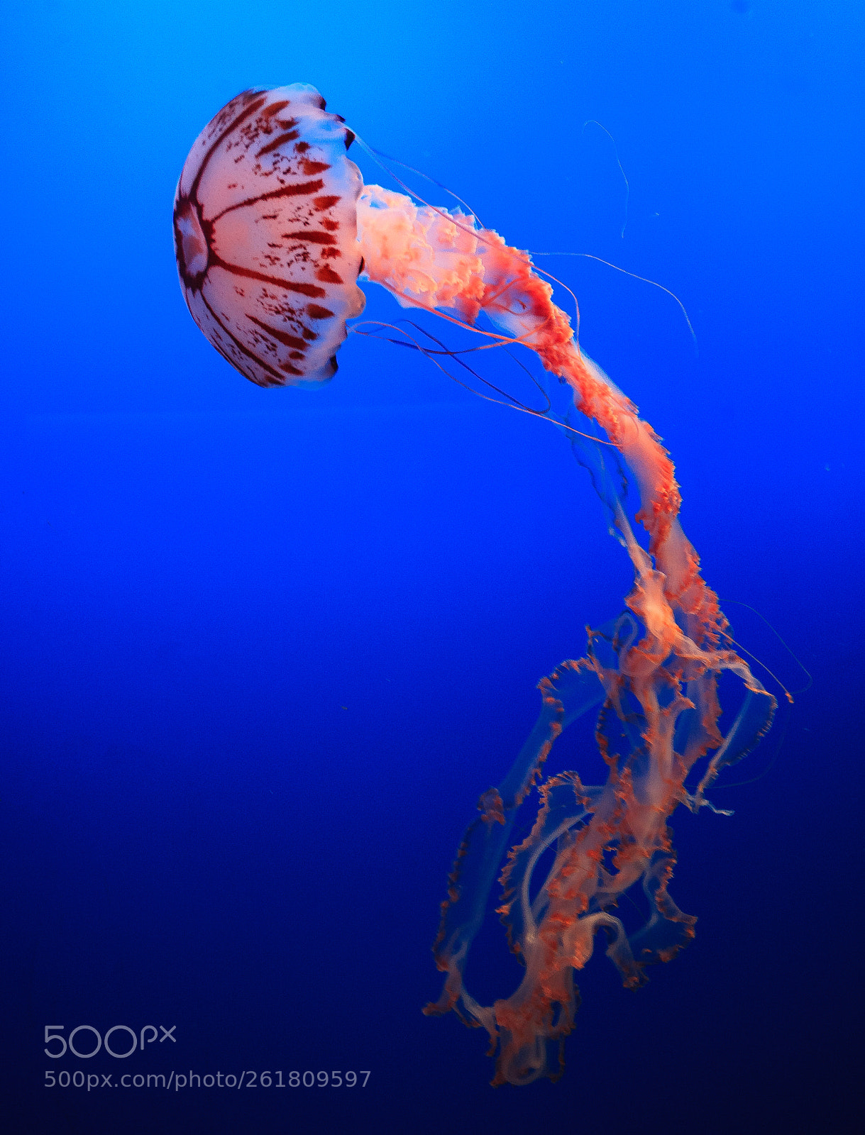 Canon EOS 5D sample photo. A sting in the photography