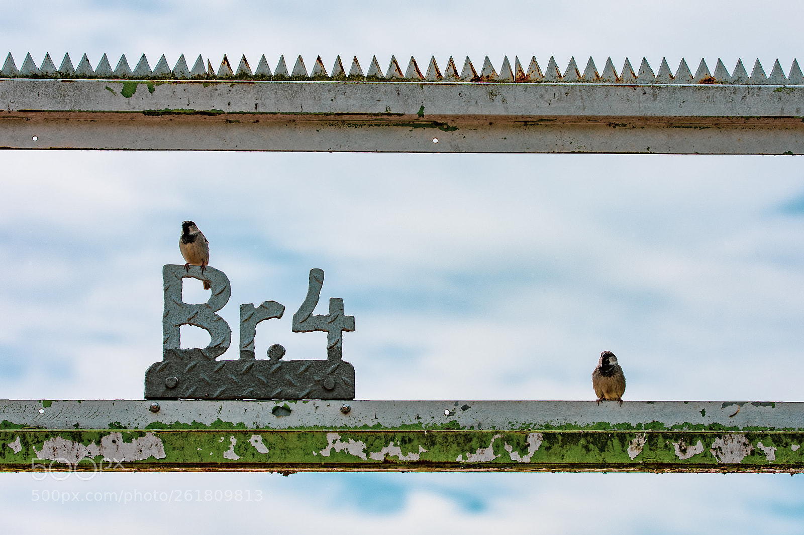 Nikon D7200 sample photo. Br.4 photography