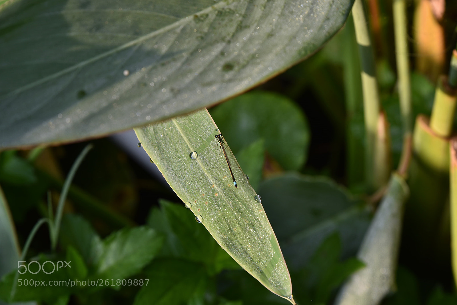 Nikon D750 sample photo. Dragonfly on leaf photography
