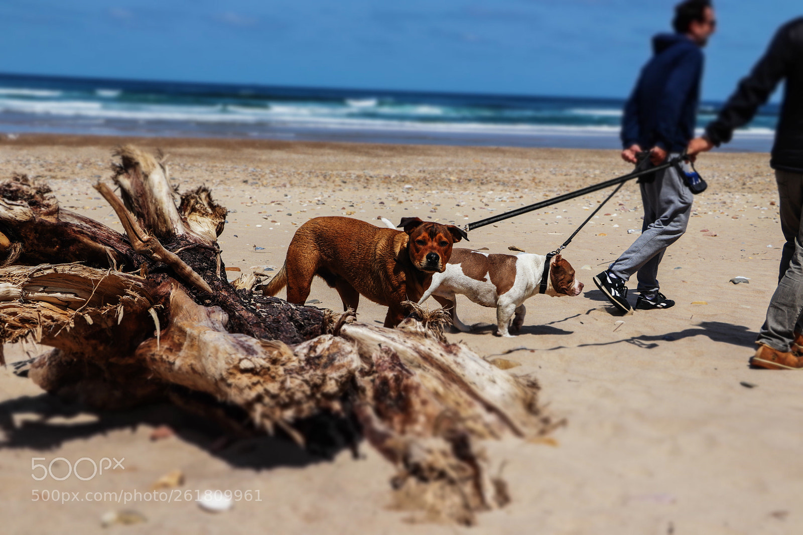 Canon EOS 800D (EOS Rebel T7i / EOS Kiss X9i) sample photo. Dogs photography