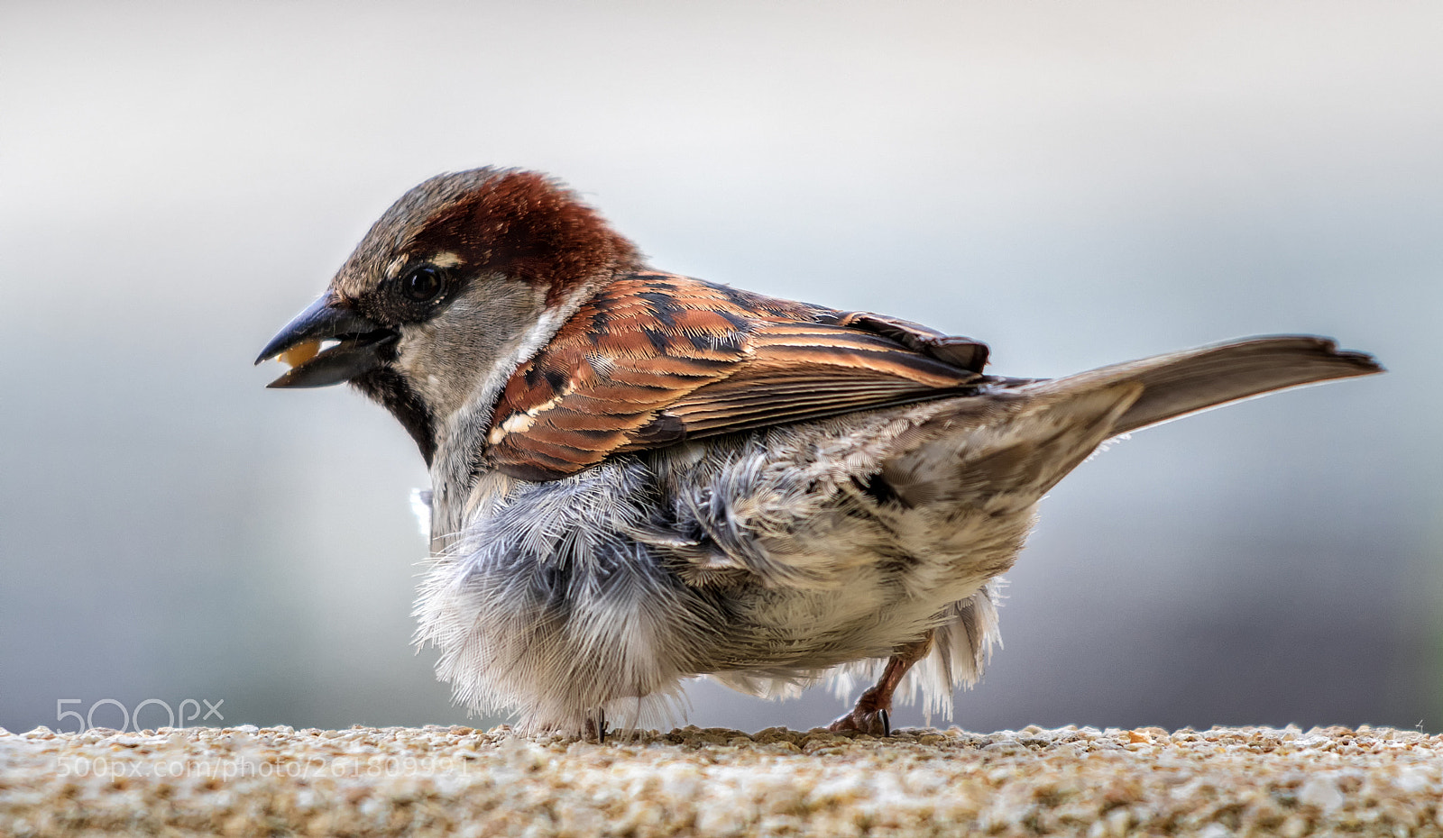 Canon EOS 80D sample photo. Jack the sparrow and photography