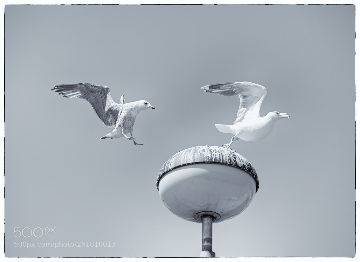 Panasonic Lumix DMC-GX8 sample photo. Fly away! photography