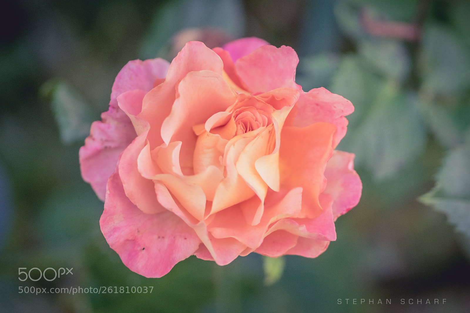 Fujifilm X-T10 sample photo. Rose photography