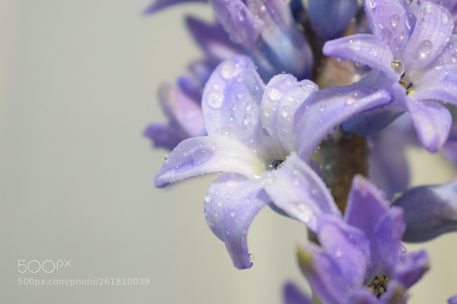 Nikon D3300 sample photo. Flower power photography