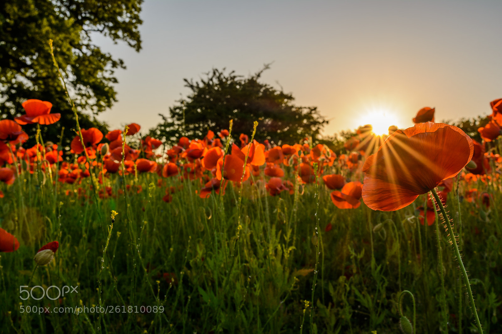 Nikon D7100 sample photo. Mohnfeld 1 photography