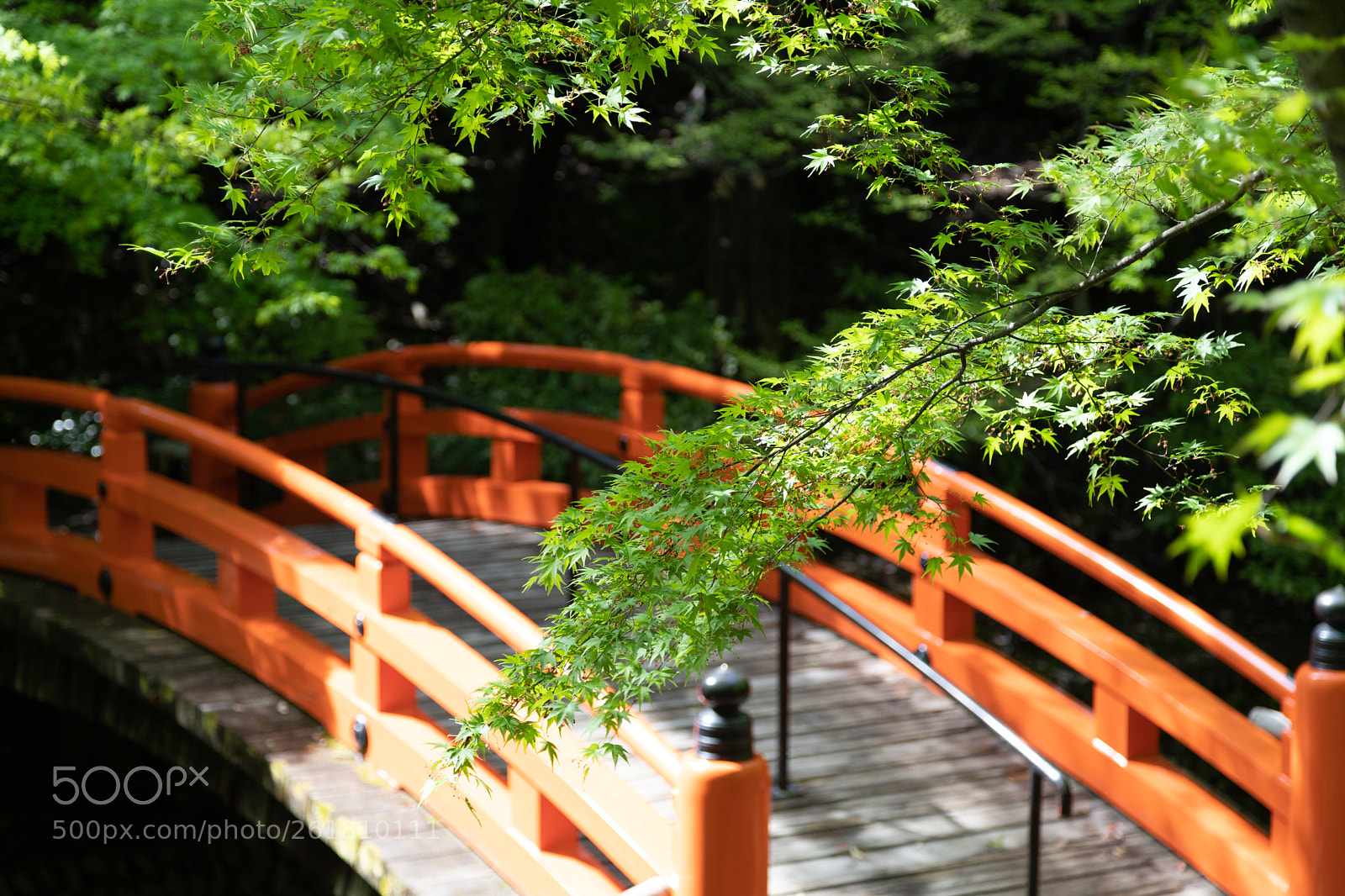 Canon EOS 6D Mark II sample photo. 北野天満宮の青もみじ photography