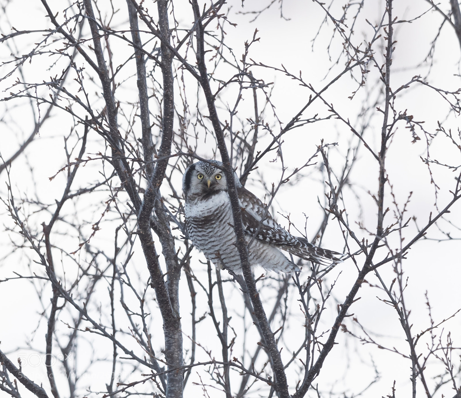 Nikon D5 sample photo. Hawk owl photography