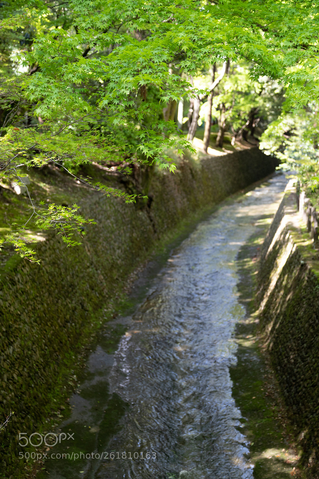Canon EOS 6D Mark II sample photo. 北野天満宮の青もみじ photography