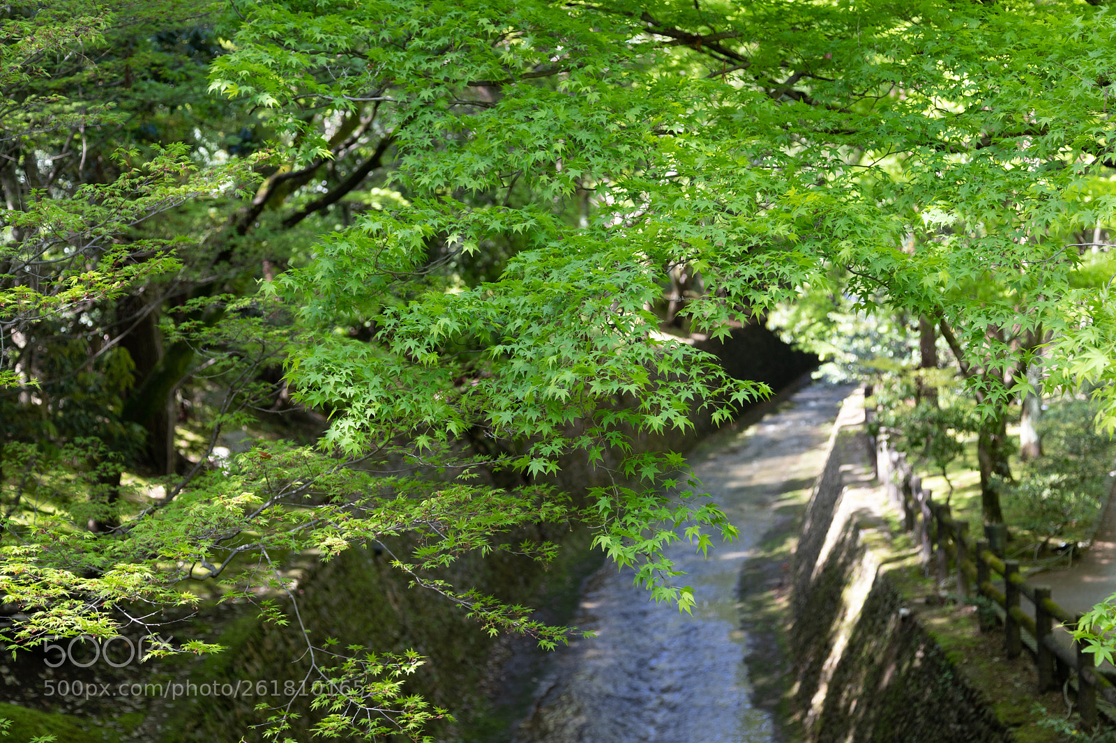 Canon EOS 6D Mark II sample photo. 北野天満宮の青もみじ photography