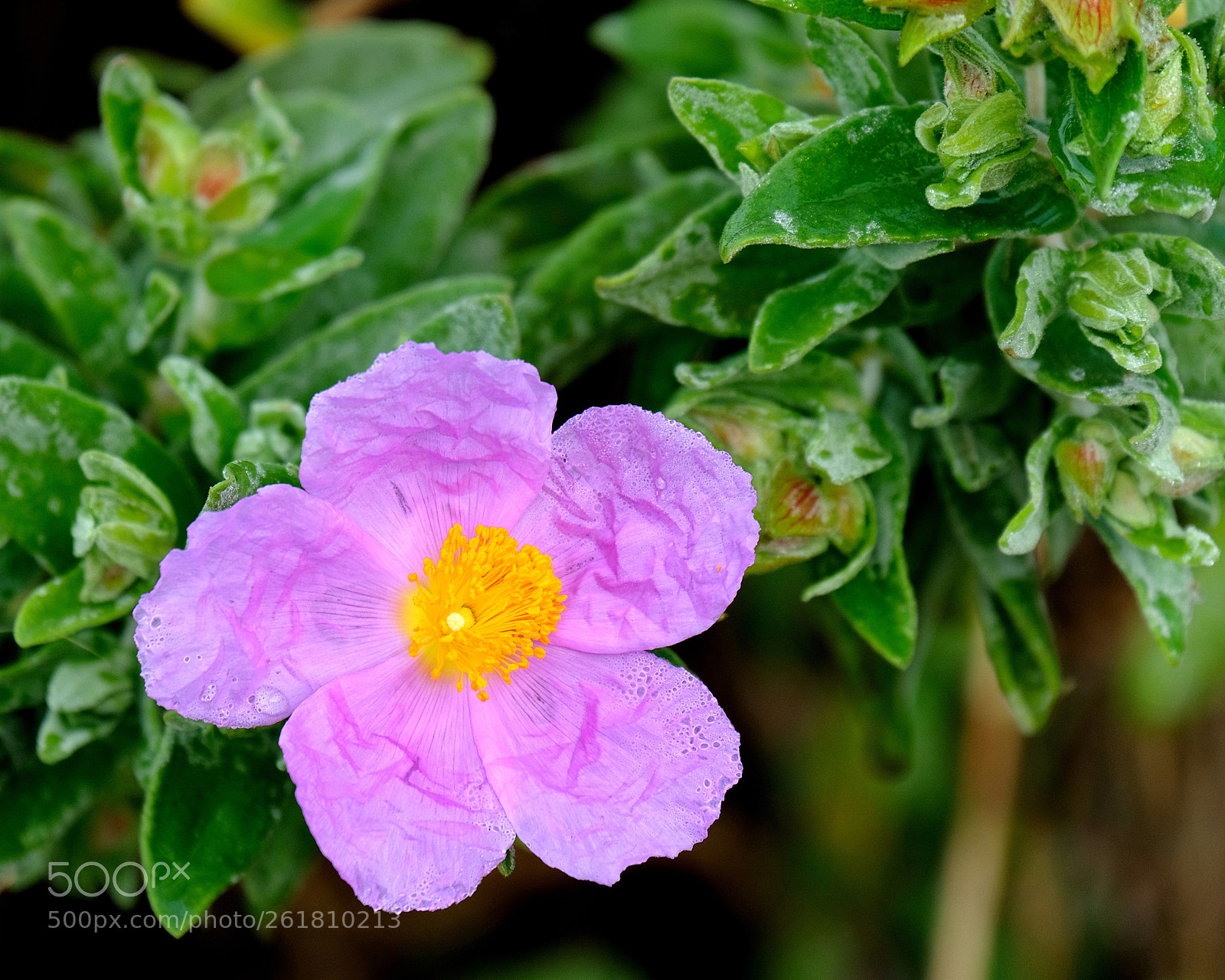 Fujifilm X-T2 sample photo. Zapateando photography