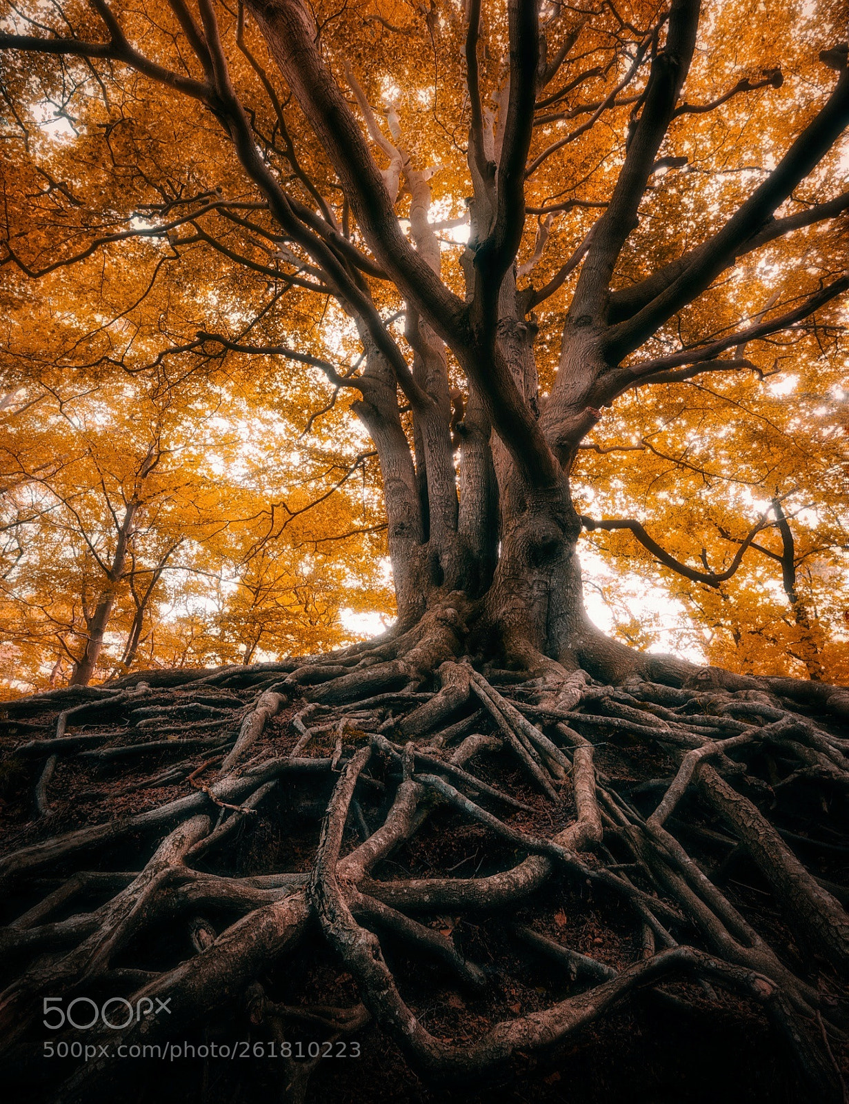 Nikon D750 sample photo. Tree of wisdom photography