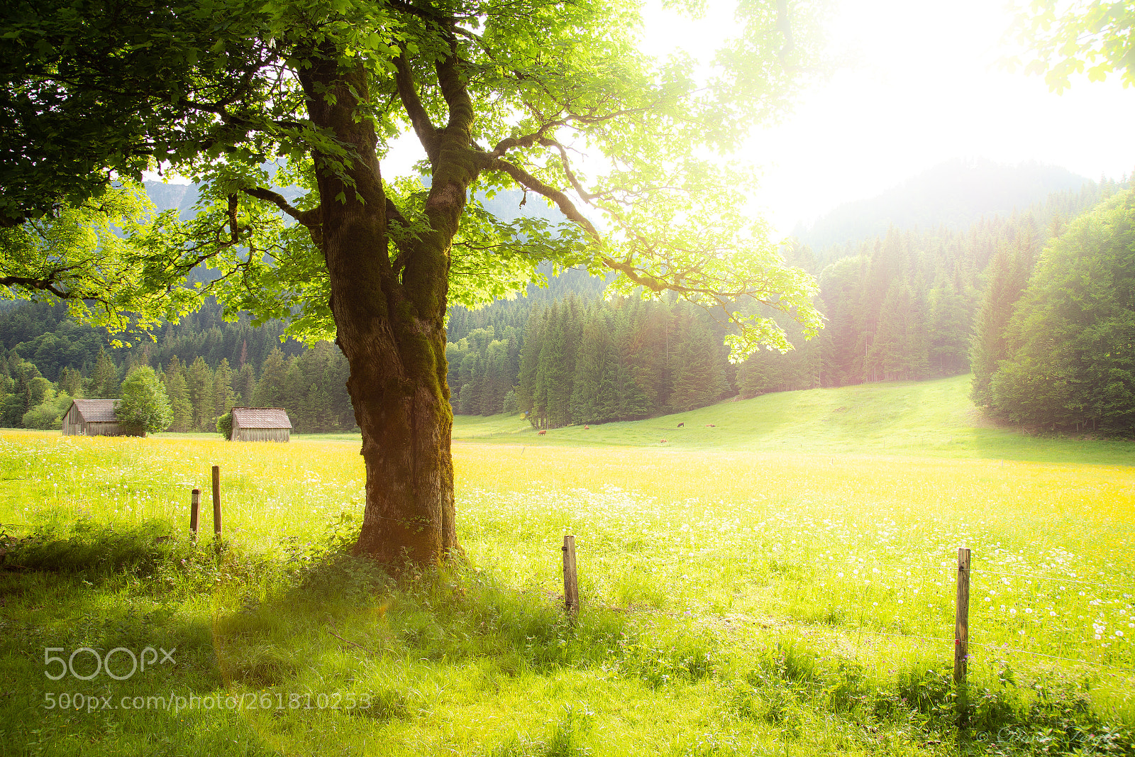 Canon EOS 6D sample photo. Almspaziergang photography
