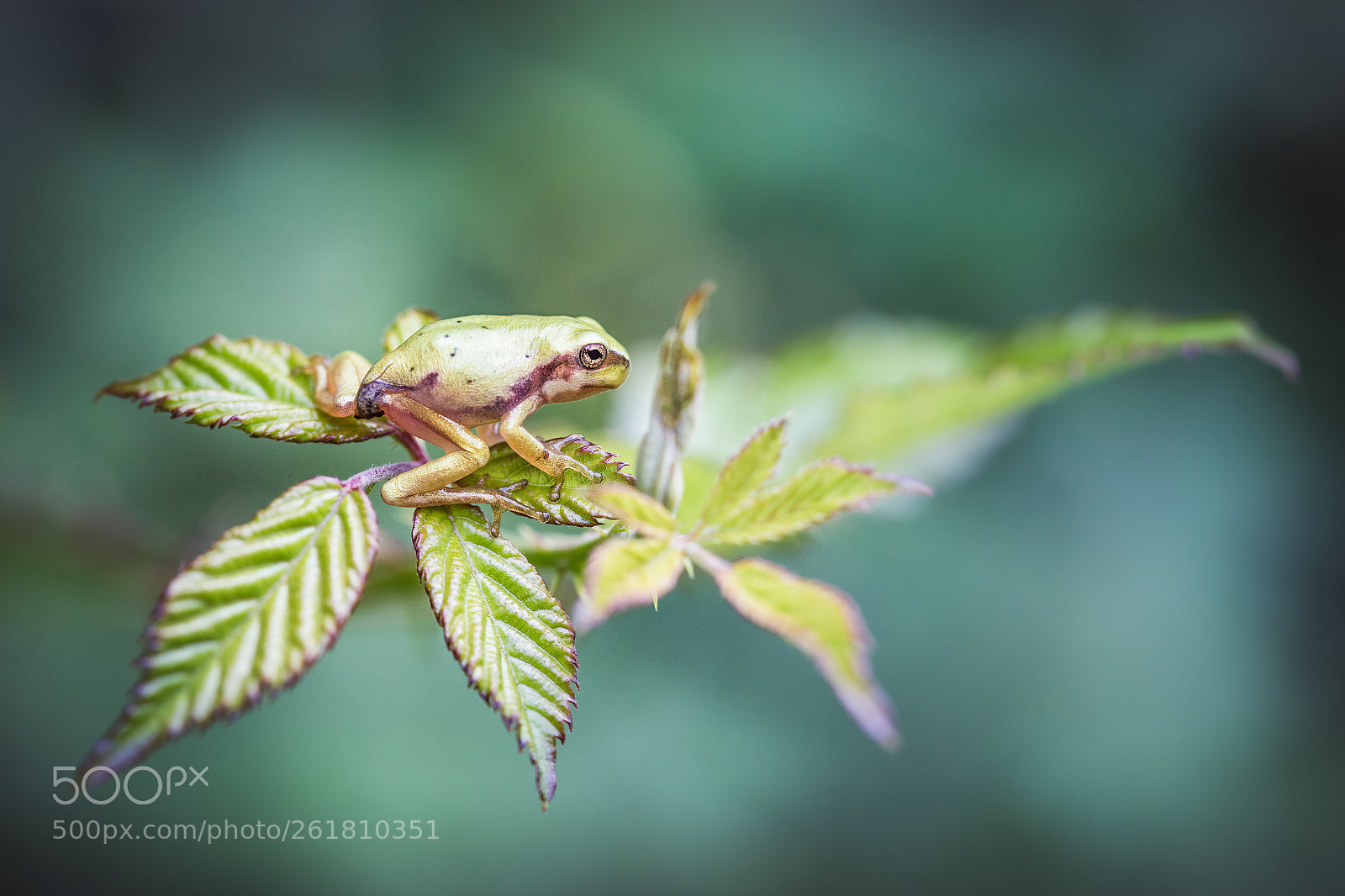 Canon EOS-1D X sample photo. •  european tree frog • photography