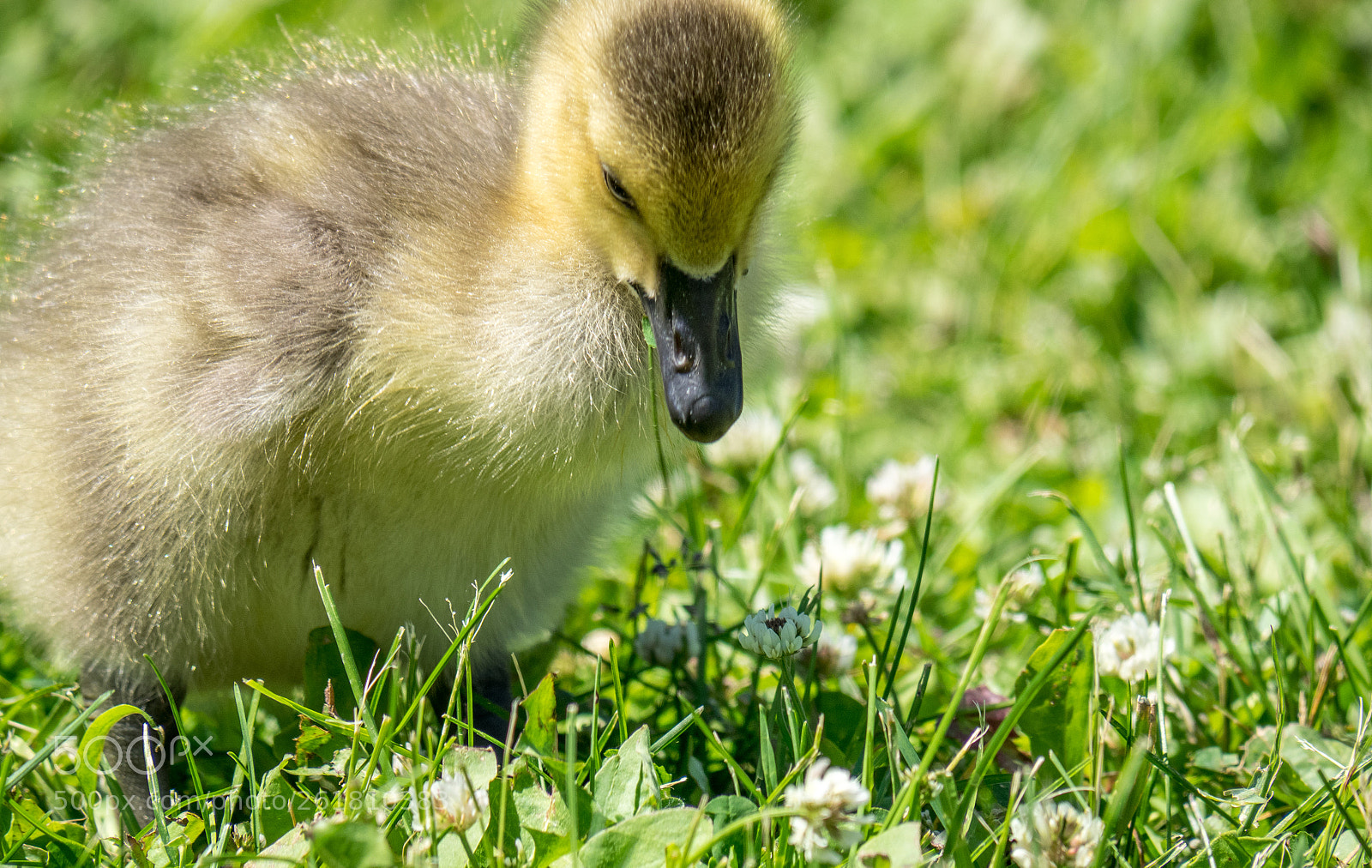 Olympus OM-D E-M1 sample photo. In the clover photography