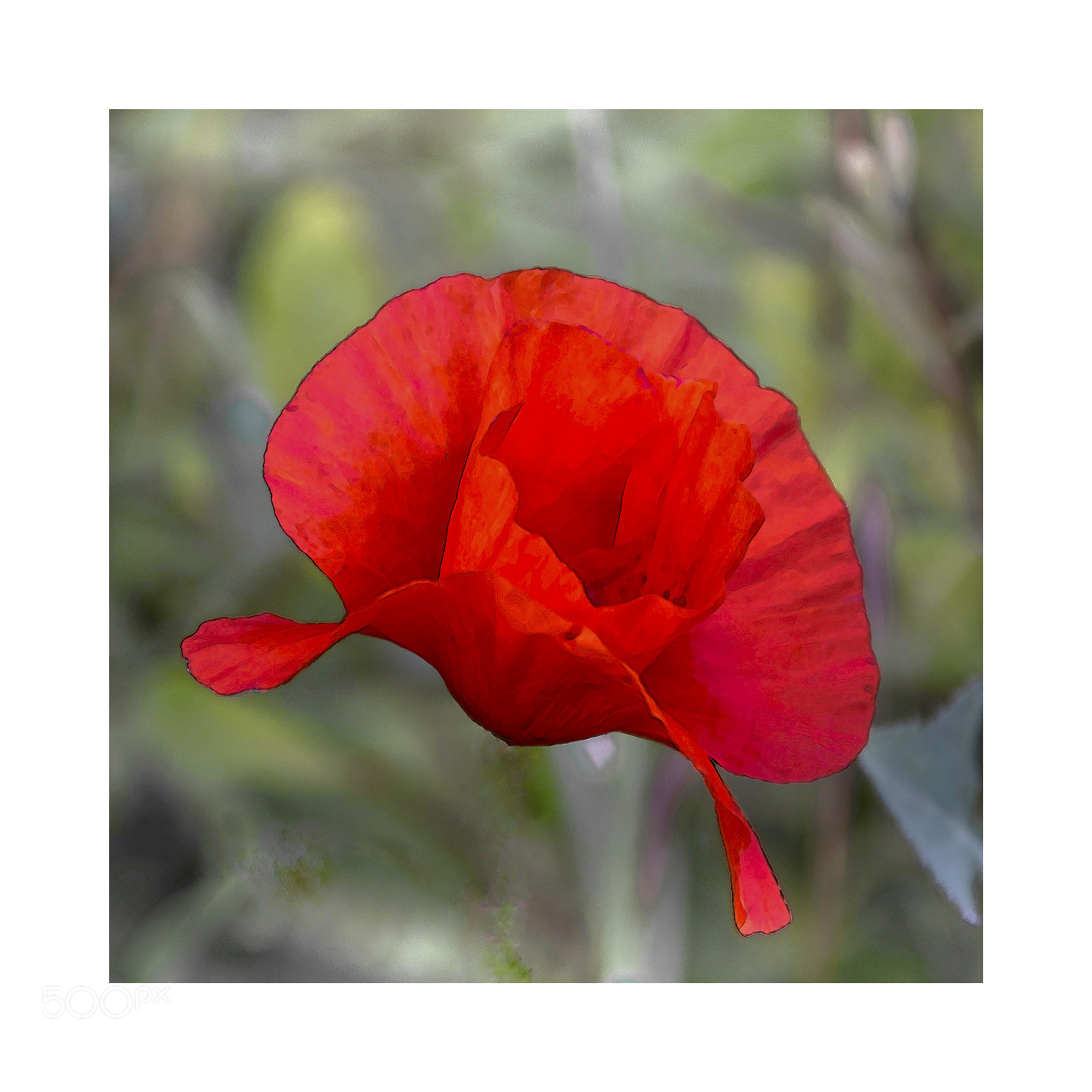 Sony ILCA-77M2 sample photo. Coquelicot flotant photography