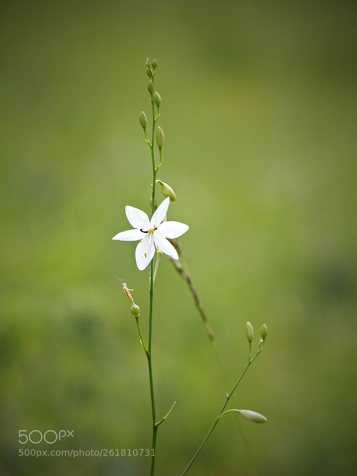 Olympus OM-D E-M10 sample photo. White star photography