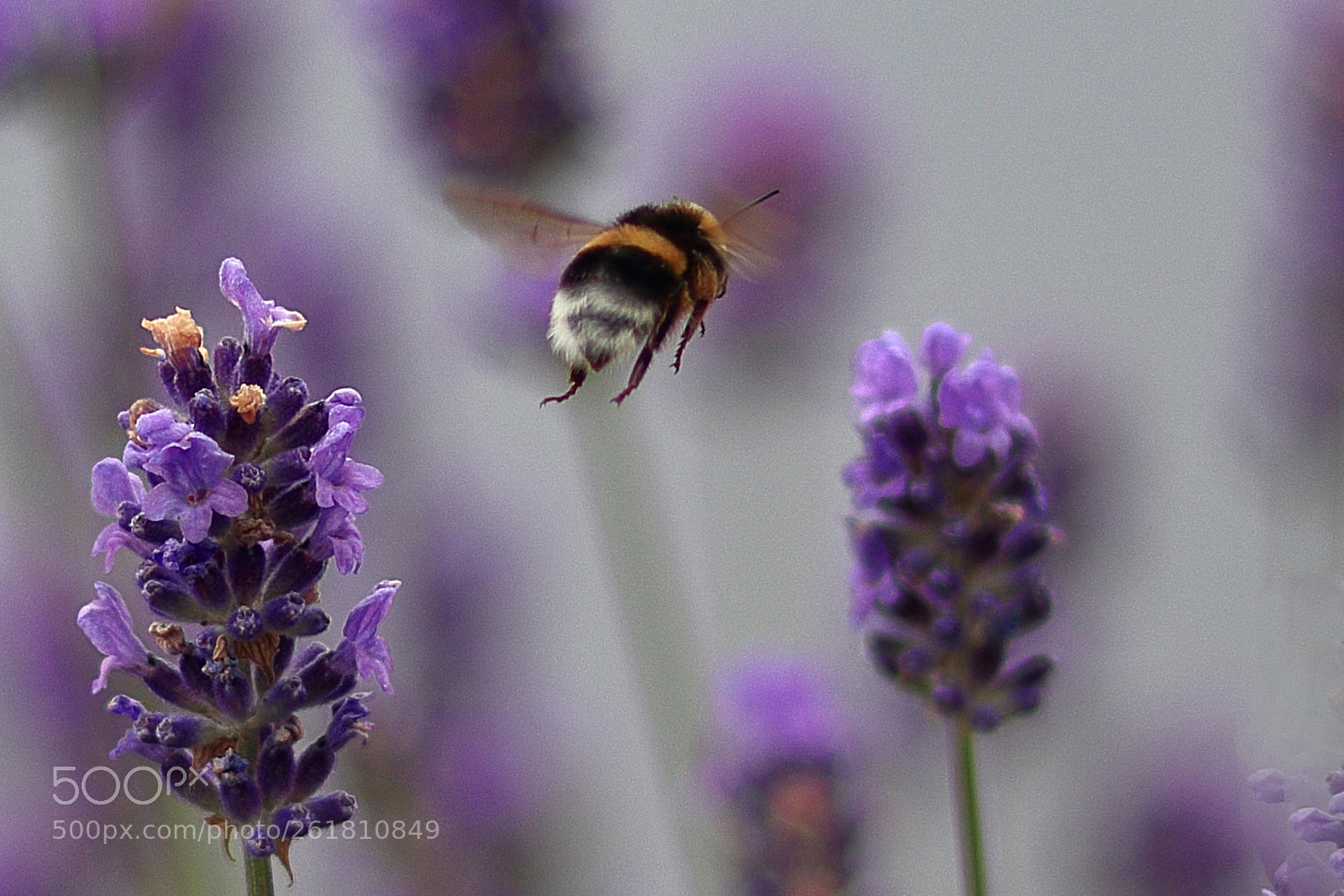 Canon EOS 80D sample photo. La flor de lavanda photography