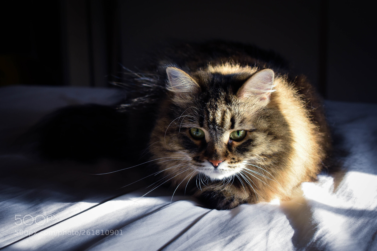 Nikon D5600 sample photo. House cat photography