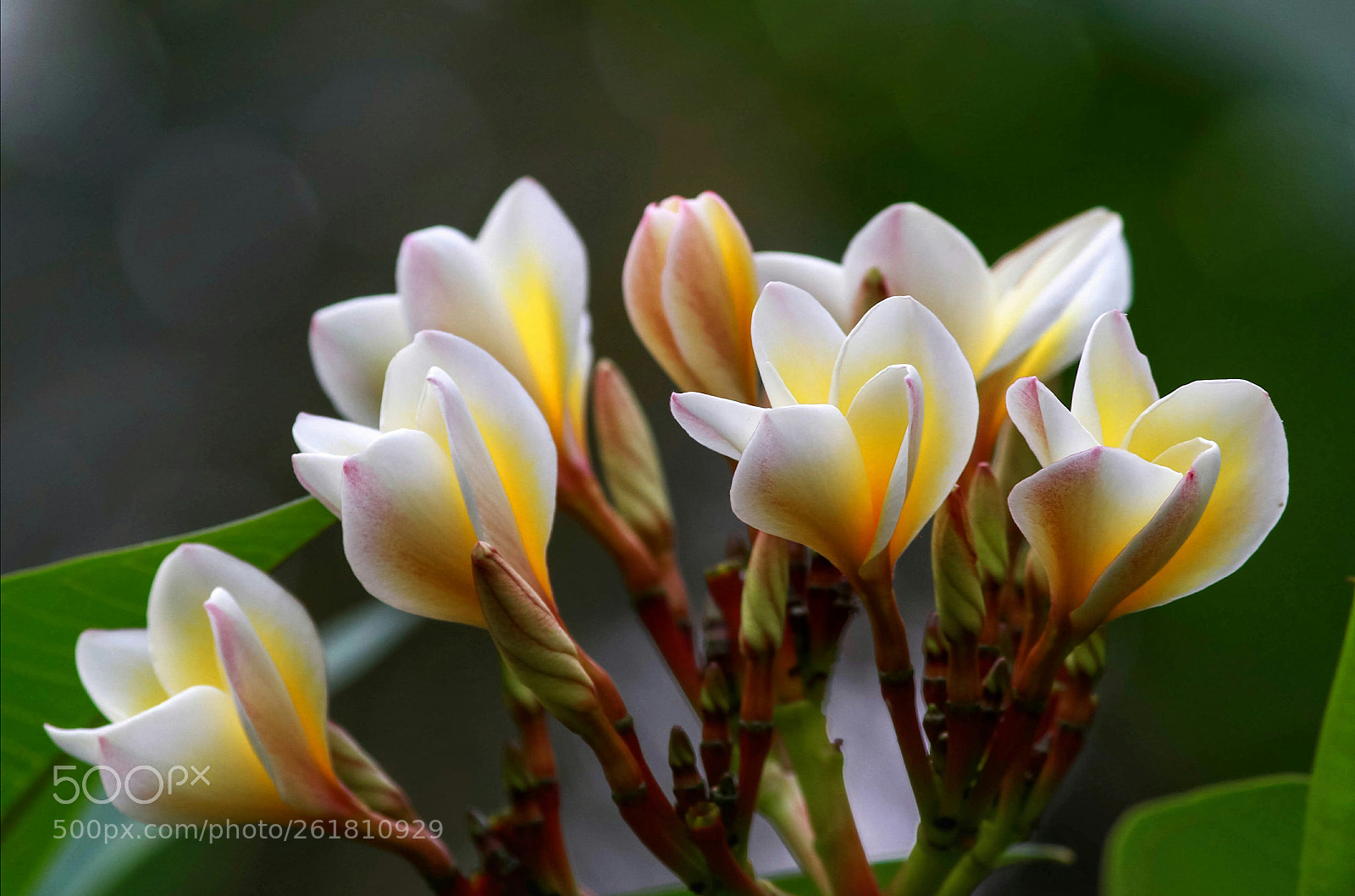 Canon EOS 7D sample photo. Frangipani photography