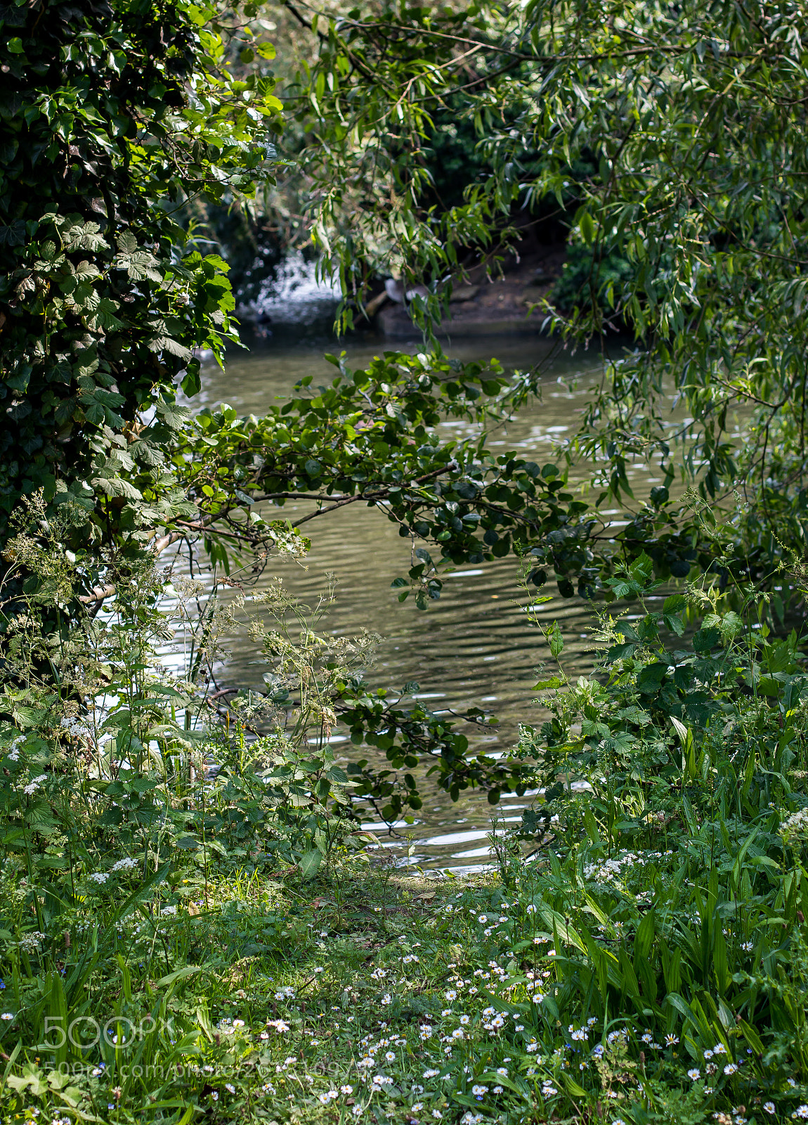 Canon EOS 70D sample photo. A tree photography