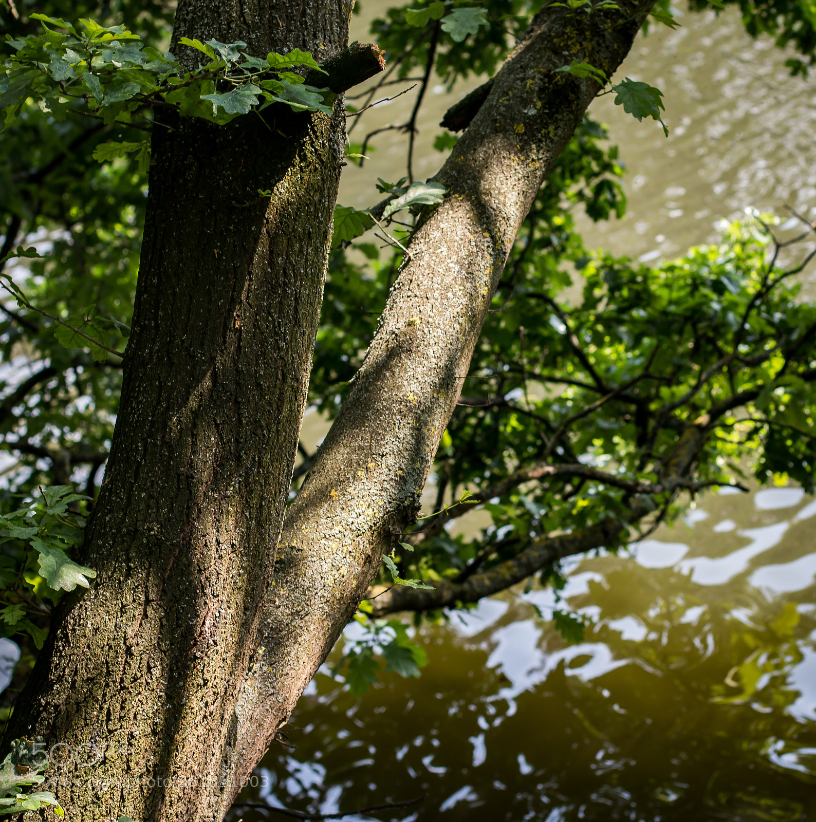 Canon EOS 70D sample photo. A small branch photography