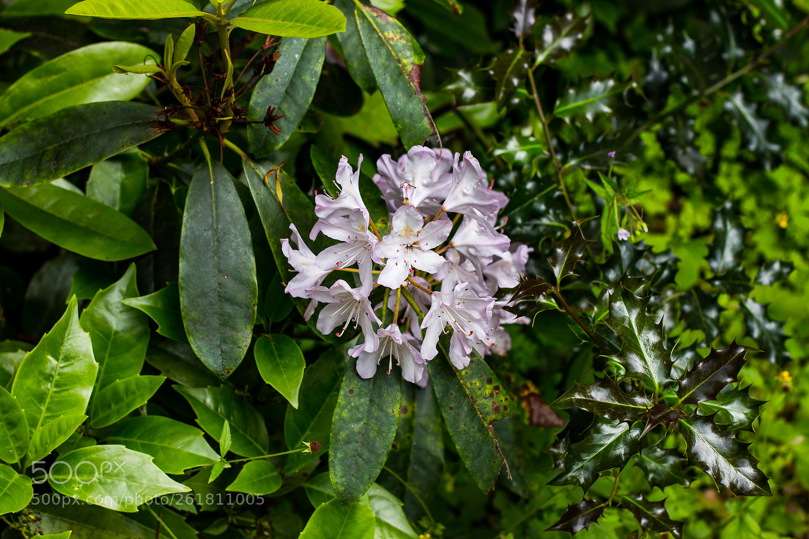 Canon EOS 70D sample photo. A bunch of colourful photography
