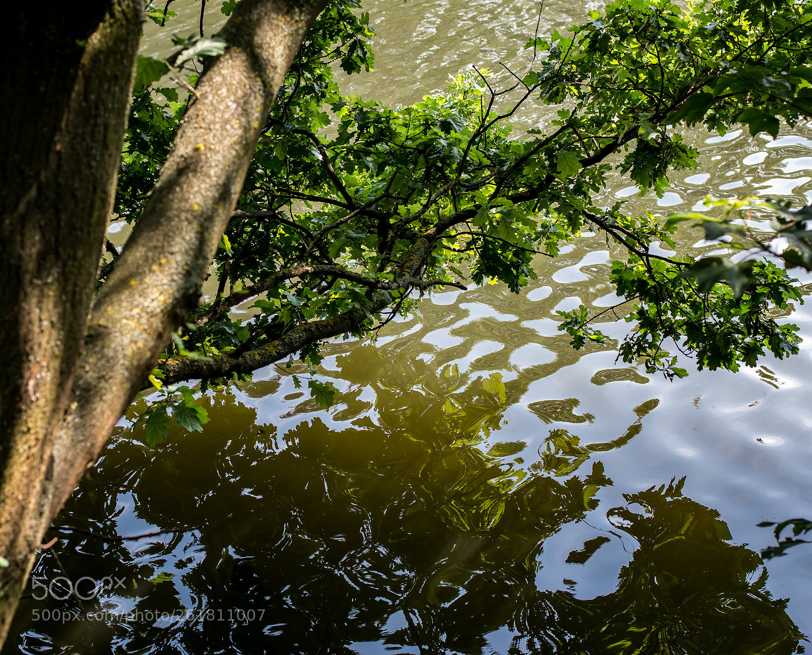 Canon EOS 70D sample photo. A small branch photography