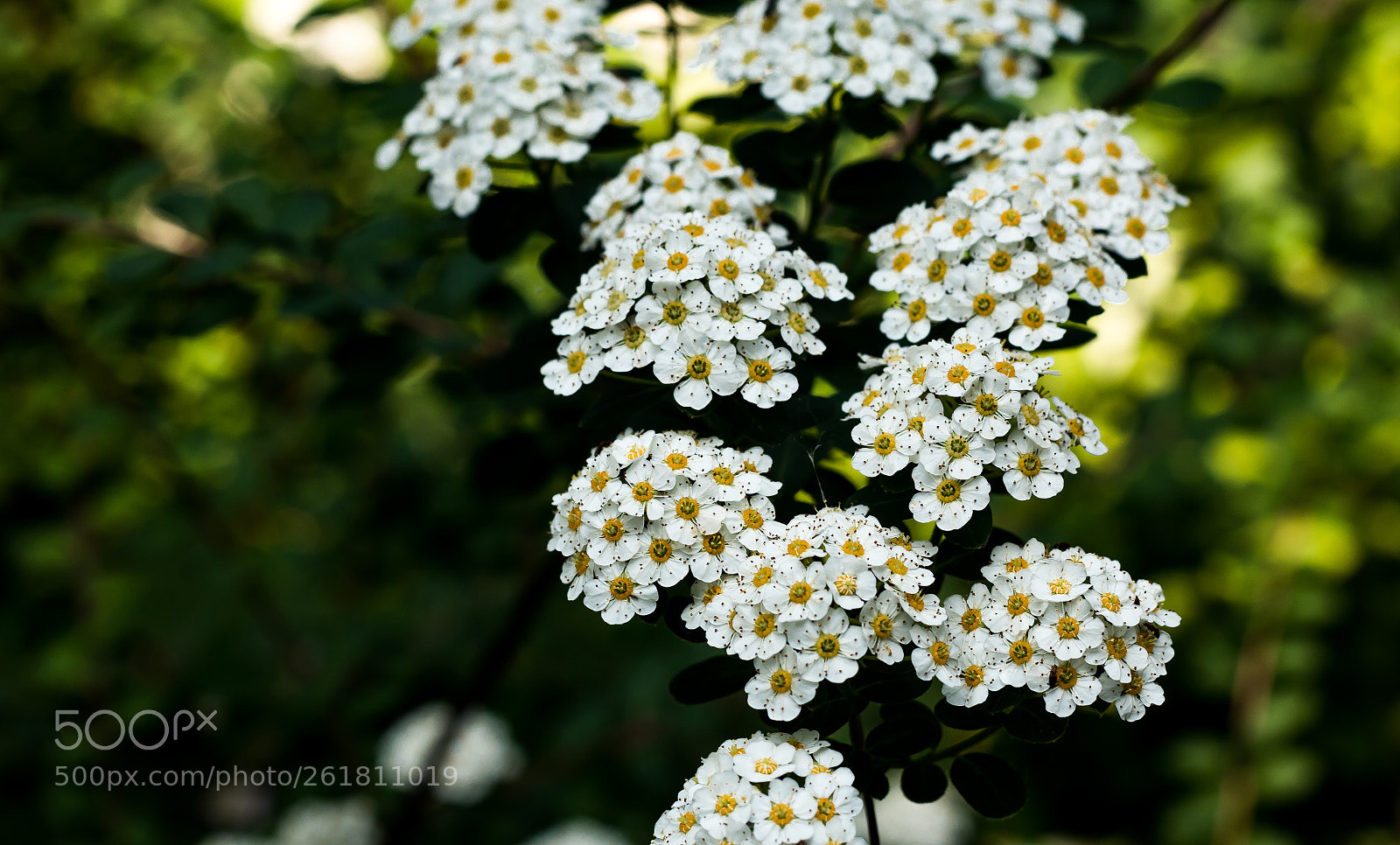 Canon EOS 70D sample photo. A bunch of colourful photography