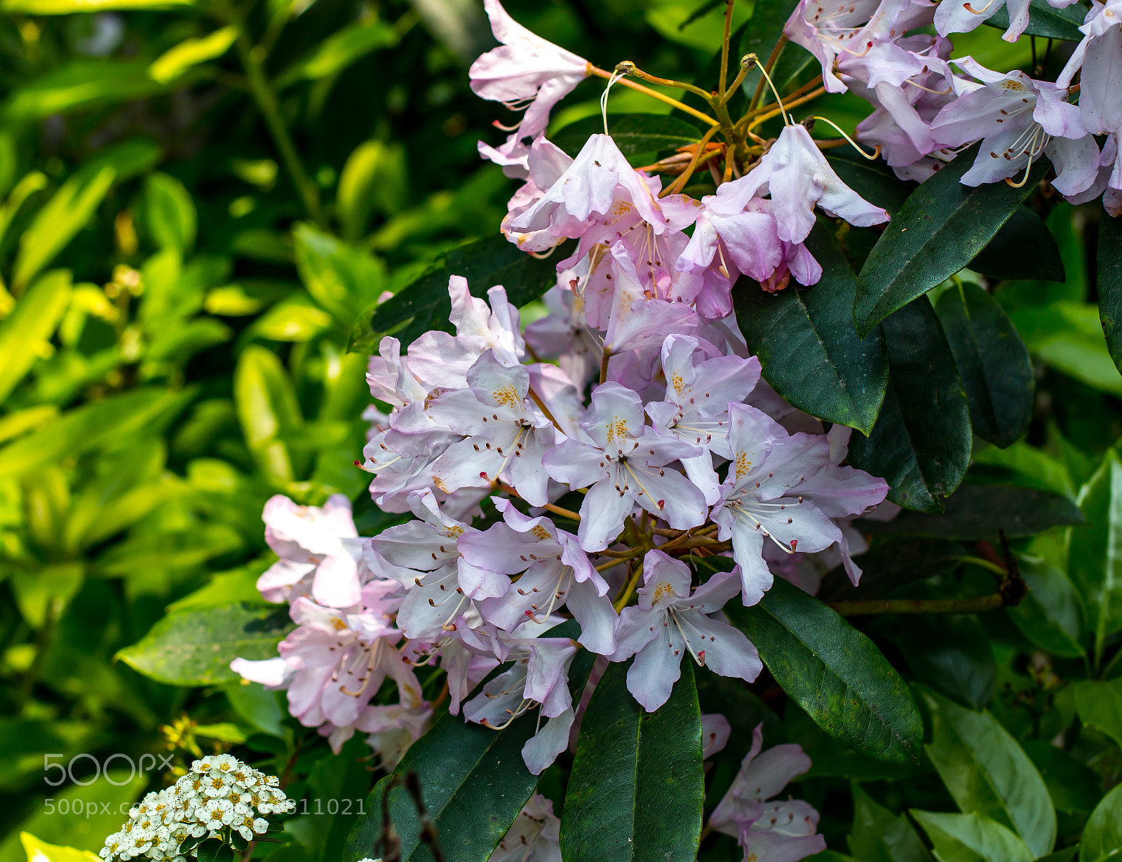 Canon EOS 70D sample photo. A bunch of colourful photography
