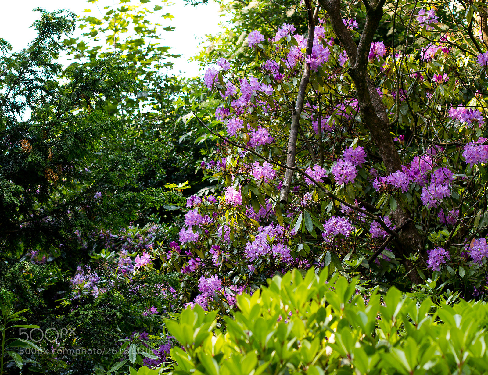 Canon EOS 70D sample photo. A bunch of colourful photography