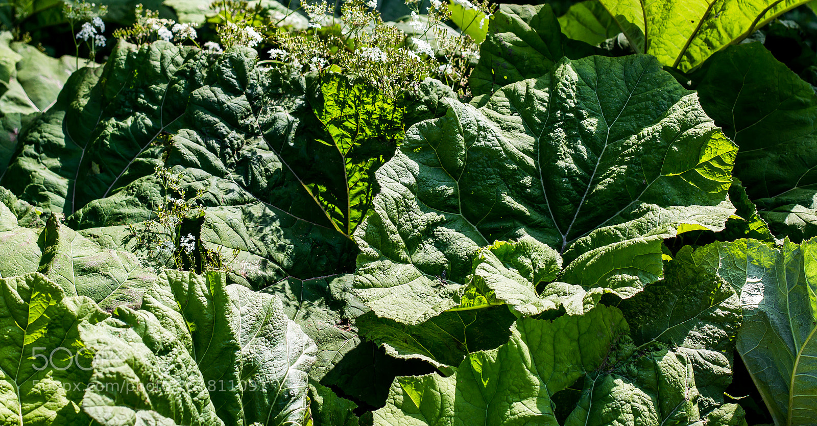 Canon EOS 70D sample photo. A bunch of rhubarb photography