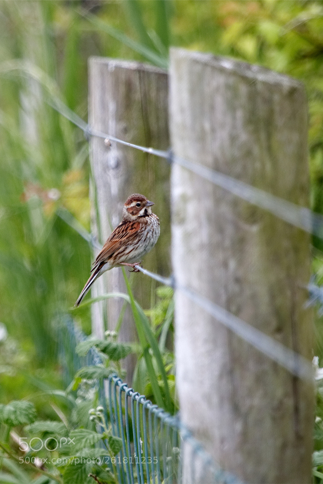 Canon EOS 70D sample photo. Reed bunting photography