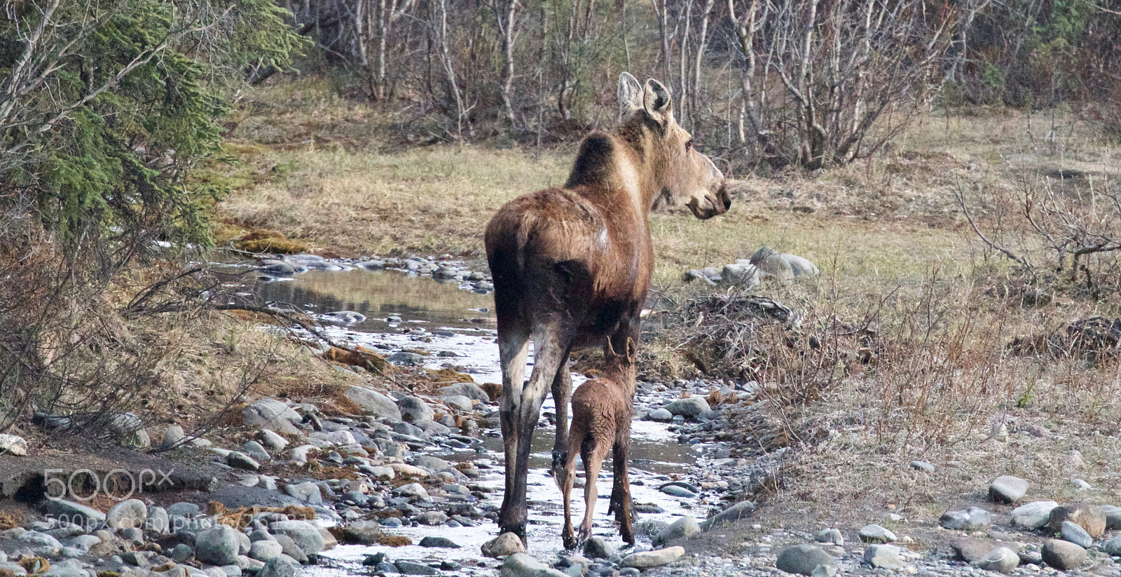 Canon EOS 7D sample photo. Denali moose and calf photography