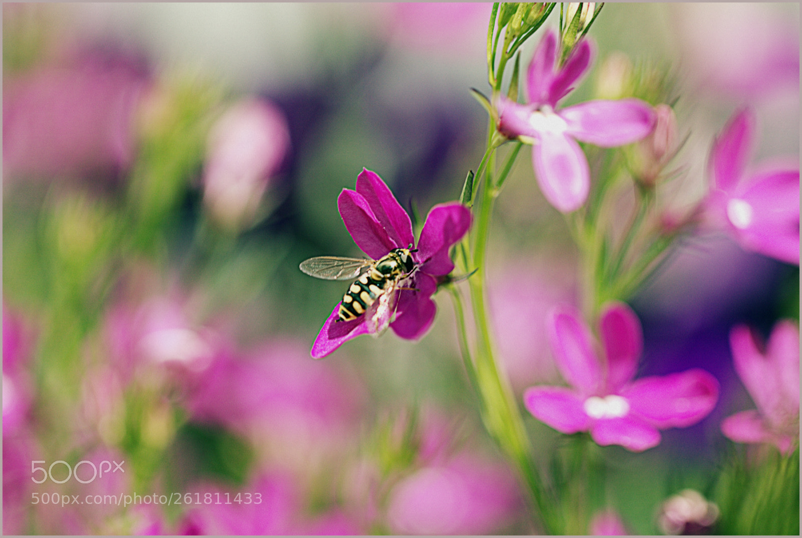 Canon EF 100mm F2.8L Macro IS USM sample photo. Purple rain ! photography